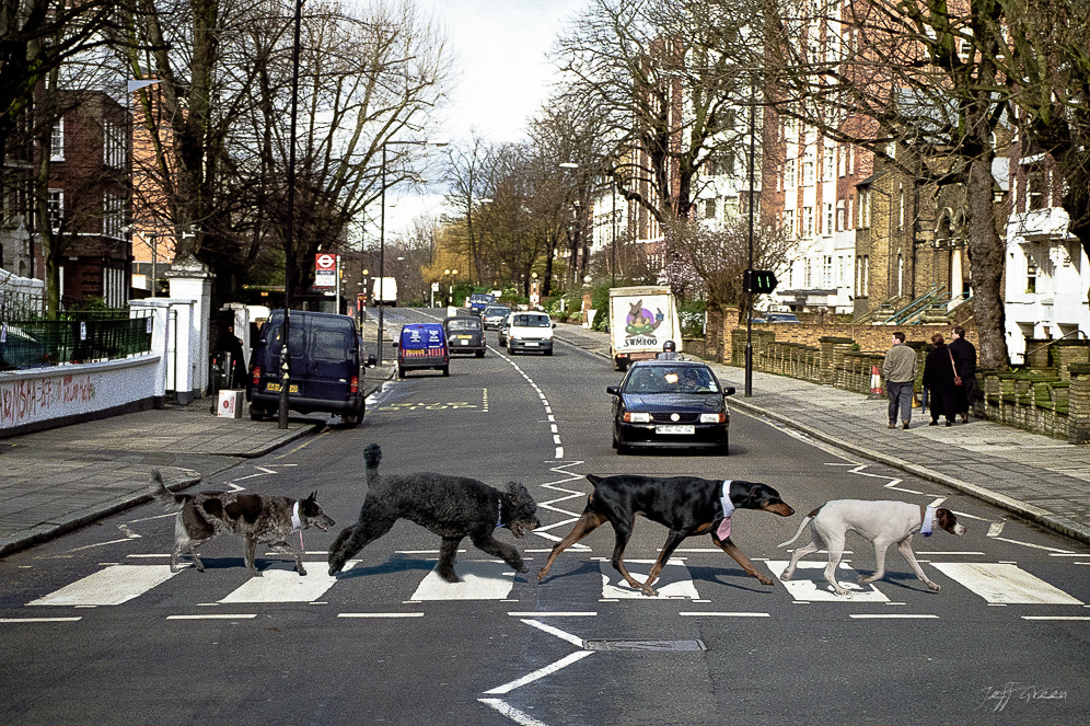 Nikon Df sample photo. Abby road inspired dog cross walk photography