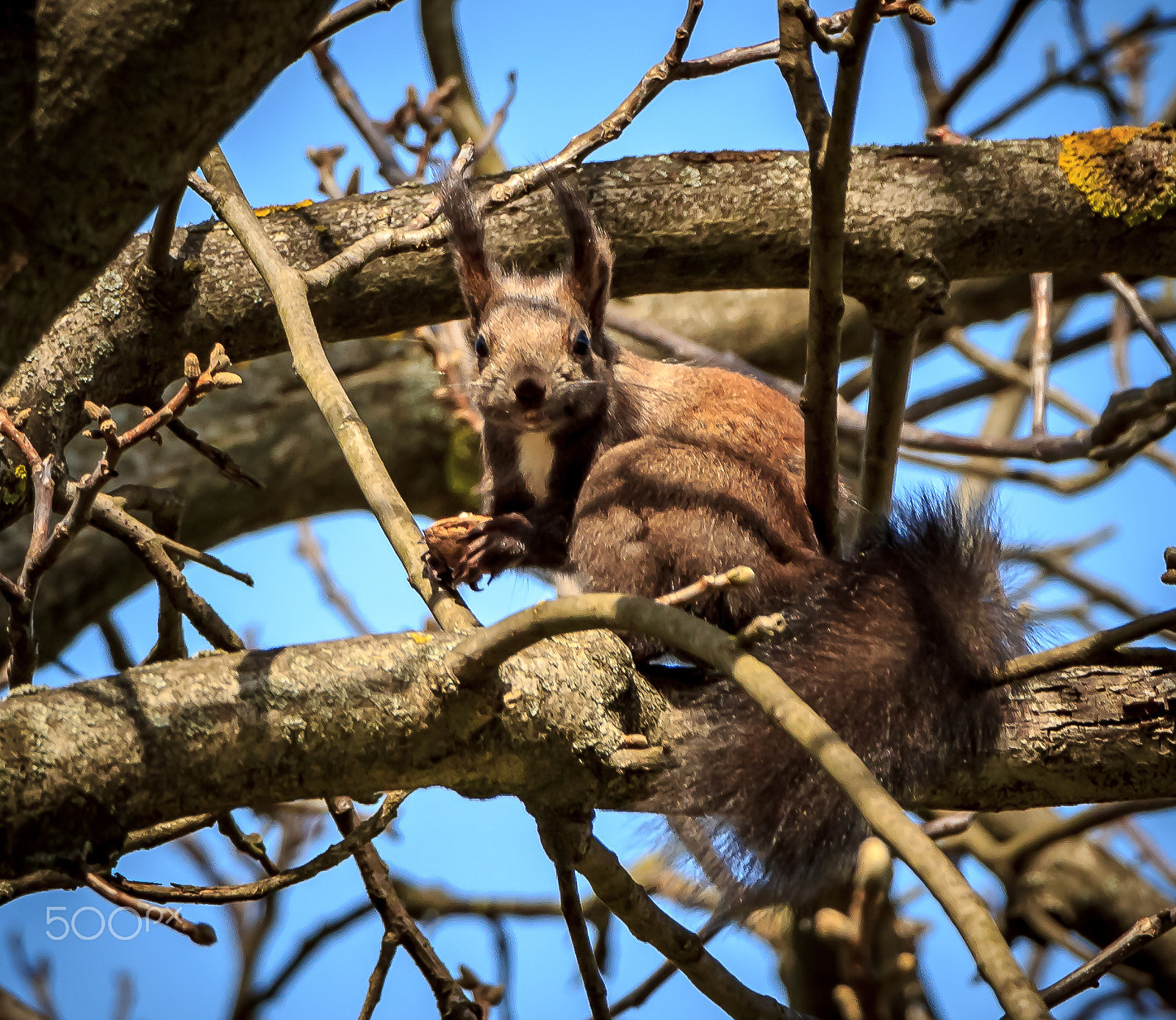 Canon EF-S 18-135mm F3.5-5.6 IS STM sample photo. What do you stare! find your own nut! photography