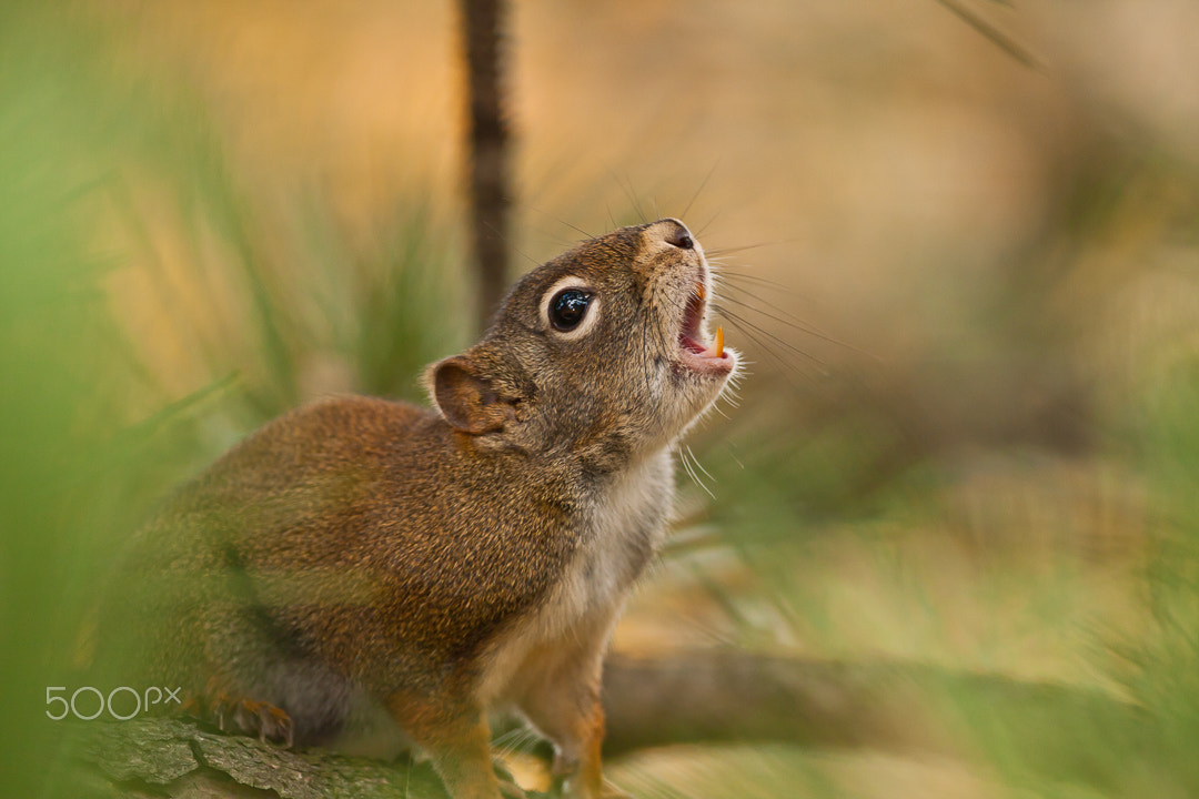 Canon EOS 40D + Canon EF 500mm F4L IS USM sample photo. Red squirrel photography