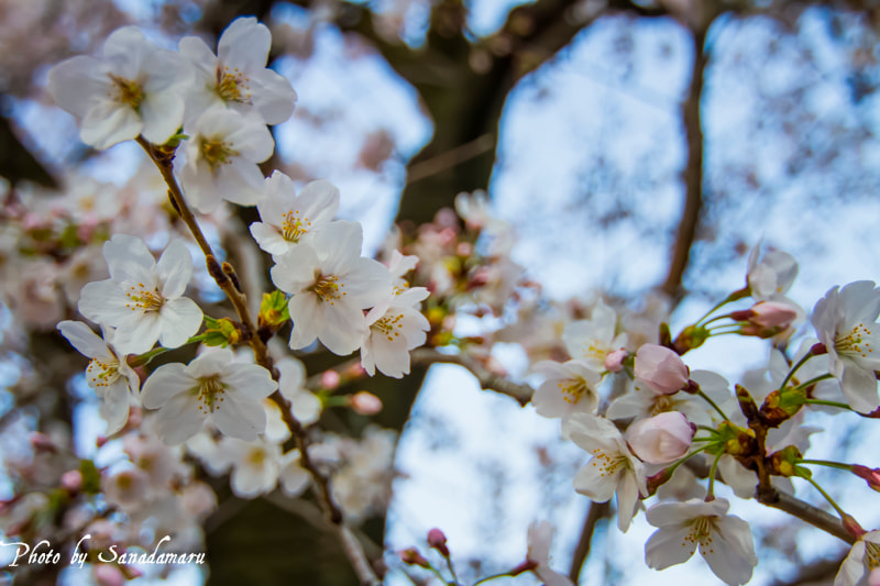 Canon EOS 7D + Tokina AT-X 12-28mm F4 Pro DX sample photo. Cherry blossom photography