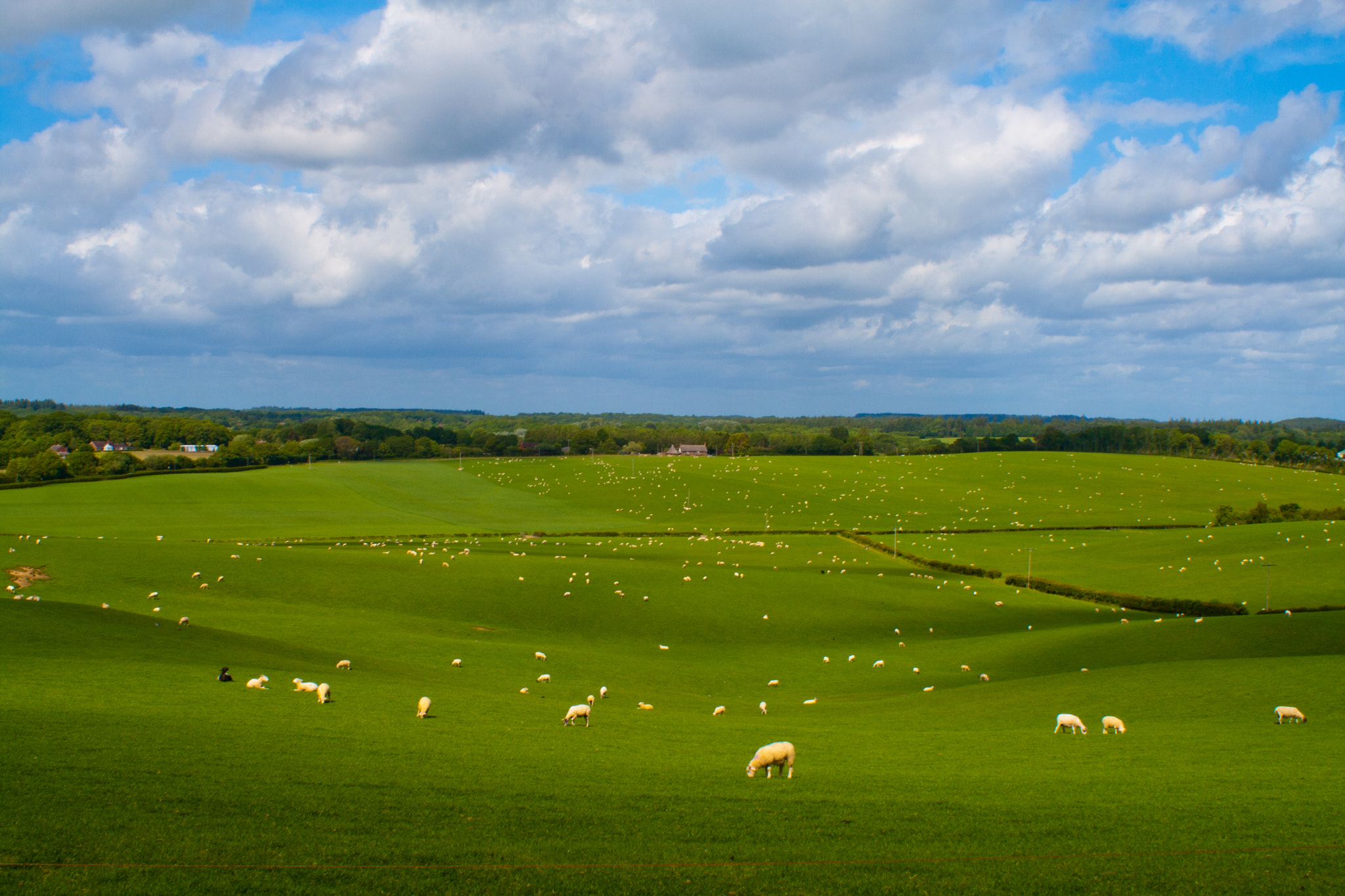 Canon EF 28-90mm f/4-5.6 sample photo. Fields of wool photography