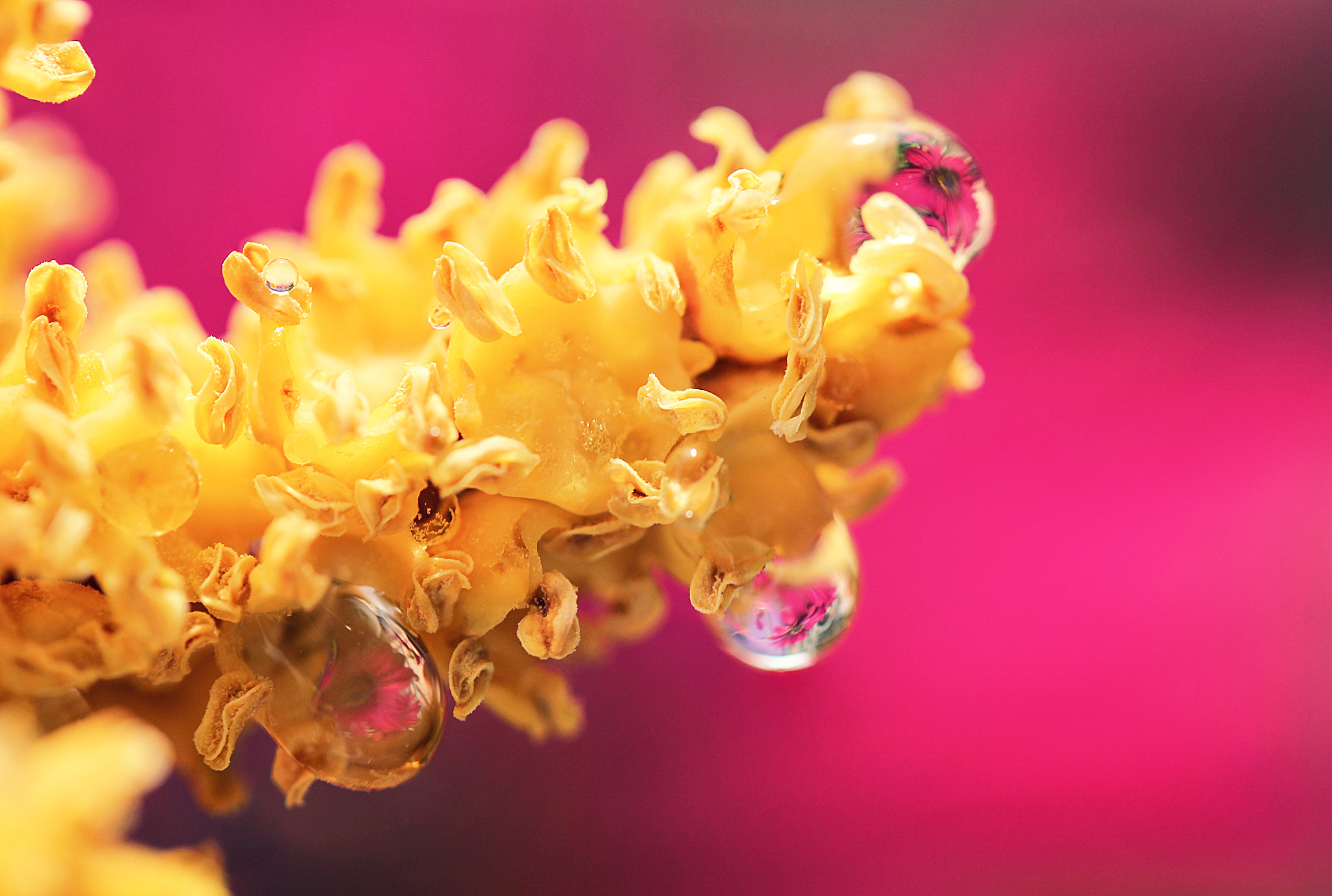 Canon EF-S 60mm F2.8 Macro USM sample photo. Kissed by the sun photography