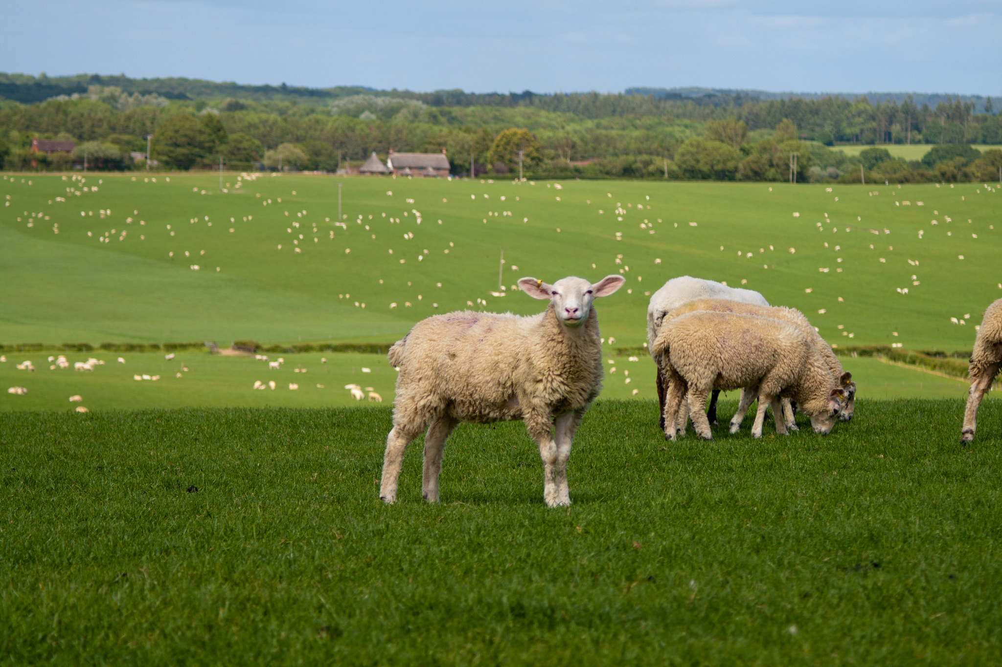 Canon EF 28-90mm f/4-5.6 sample photo. Standing out from the flock photography