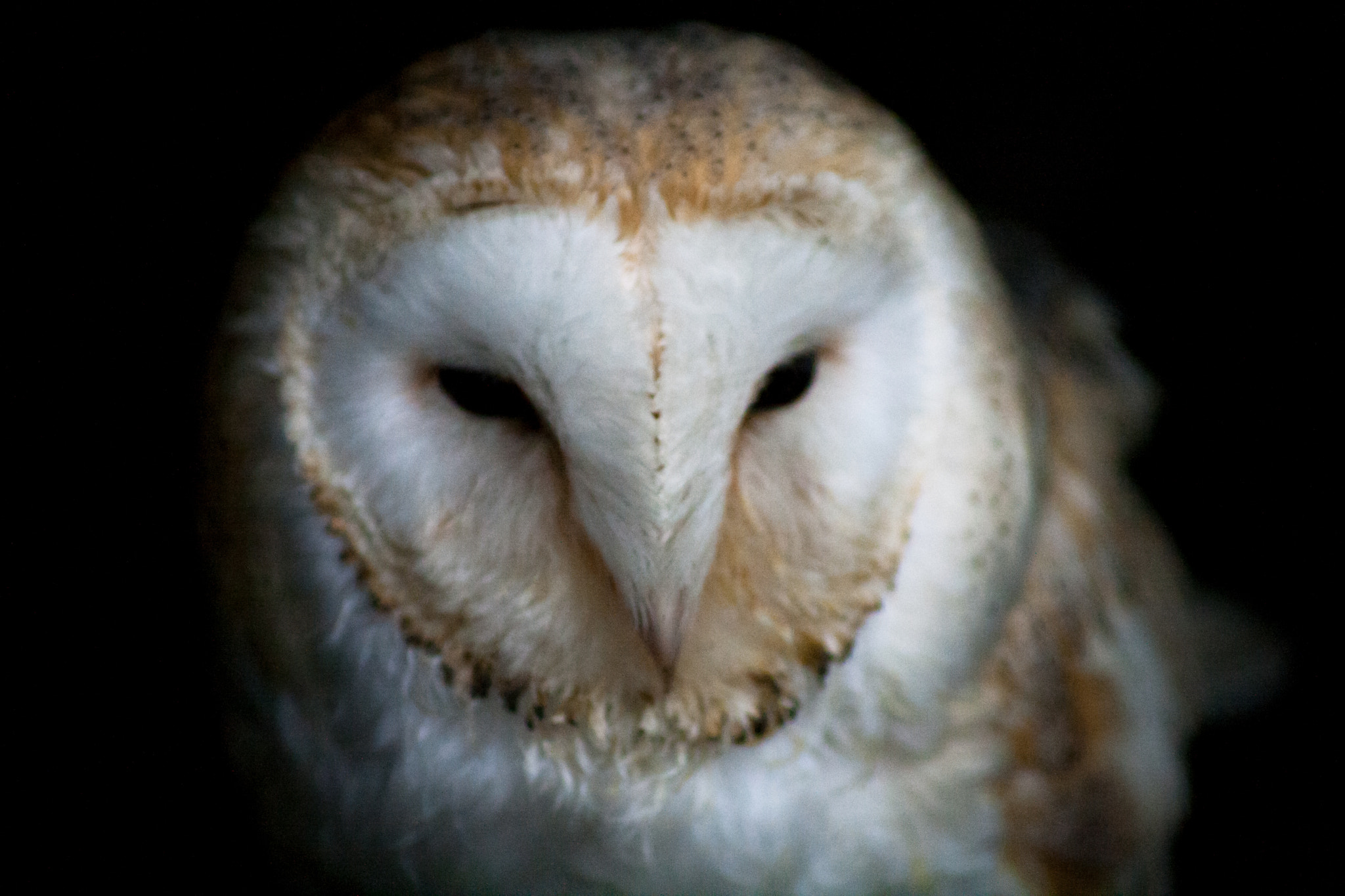 Canon EOS 400D (EOS Digital Rebel XTi / EOS Kiss Digital X) + Canon EF 70-210mm f/4 sample photo. Barn owl photography