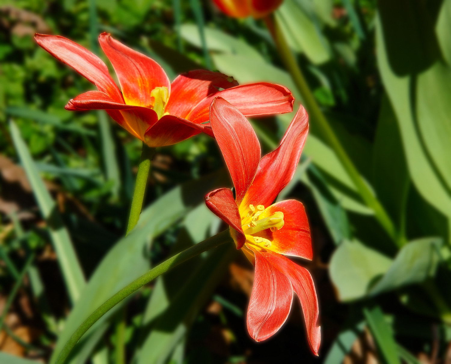 24-105mm F4 G SSM OSS sample photo. Tulip twosome photography