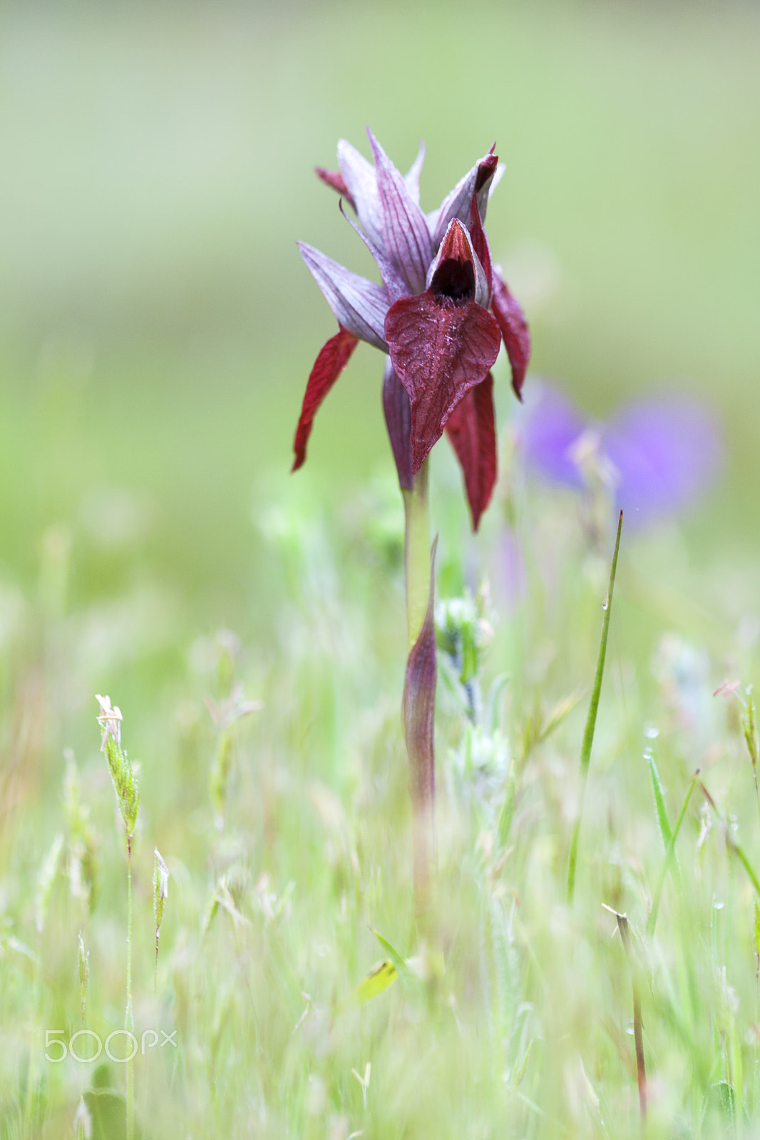 Canon EF 100mm F2.8 Macro USM sample photo. 20160403 doñana - 264 photography