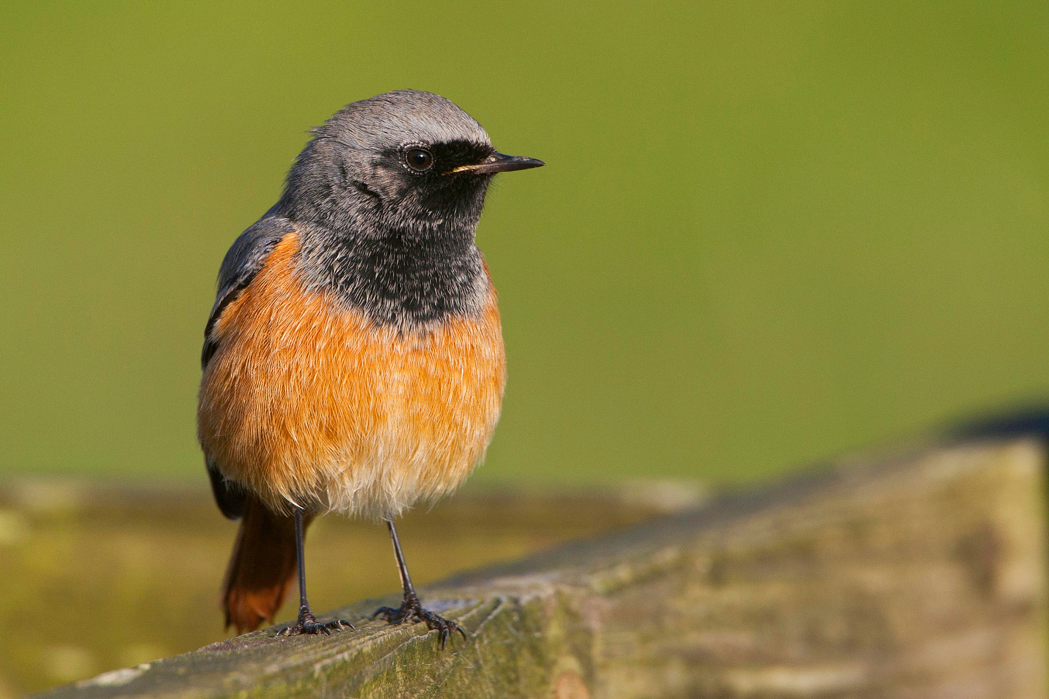 Canon EF 500mm F4L IS USM sample photo. Eastern black redstart photography