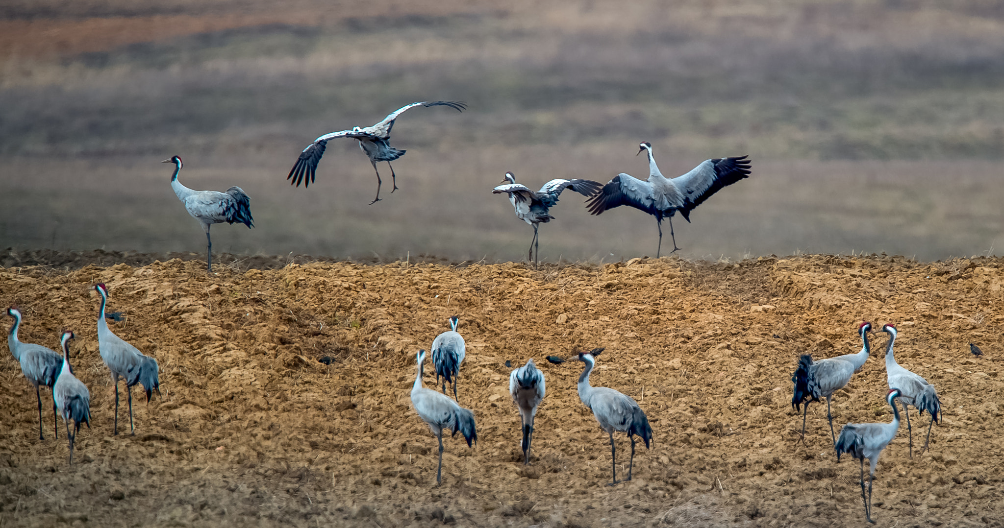 Nikon D4S + Nikon AF-S Nikkor 400mm F2.8G ED VR II sample photo. Winches lithuania fields photography