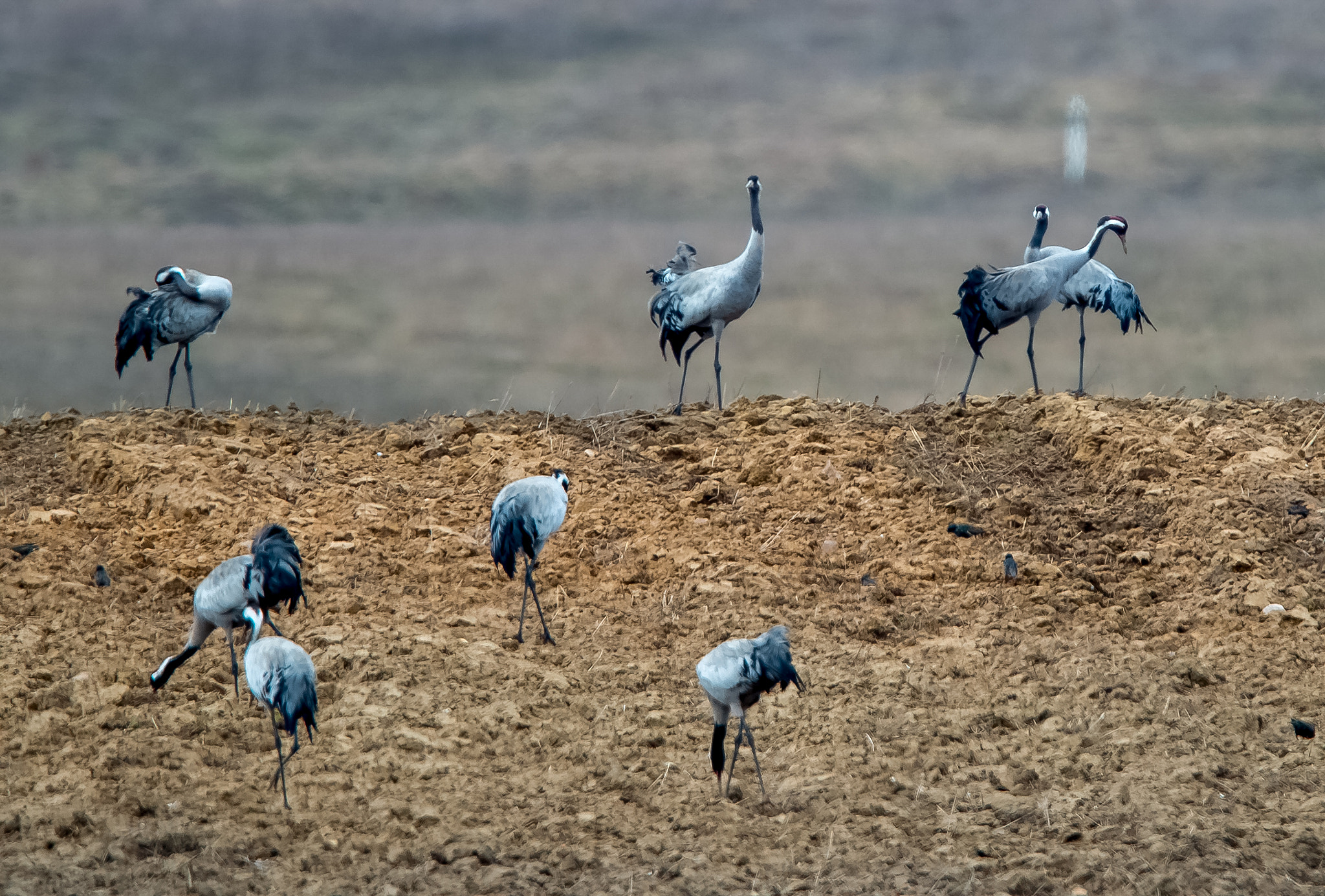 Nikon AF-S Nikkor 400mm F2.8G ED VR II sample photo. Winches lithuania fields photography