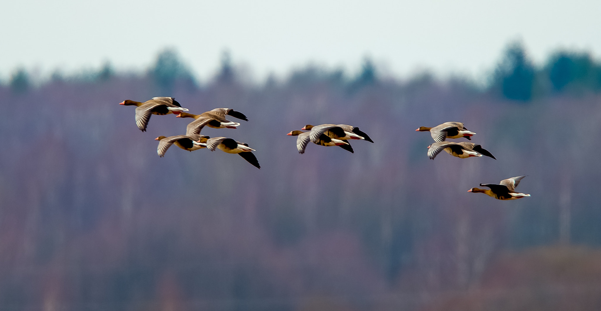 Nikon AF-S Nikkor 400mm F2.8G ED VR II sample photo. Geese photography