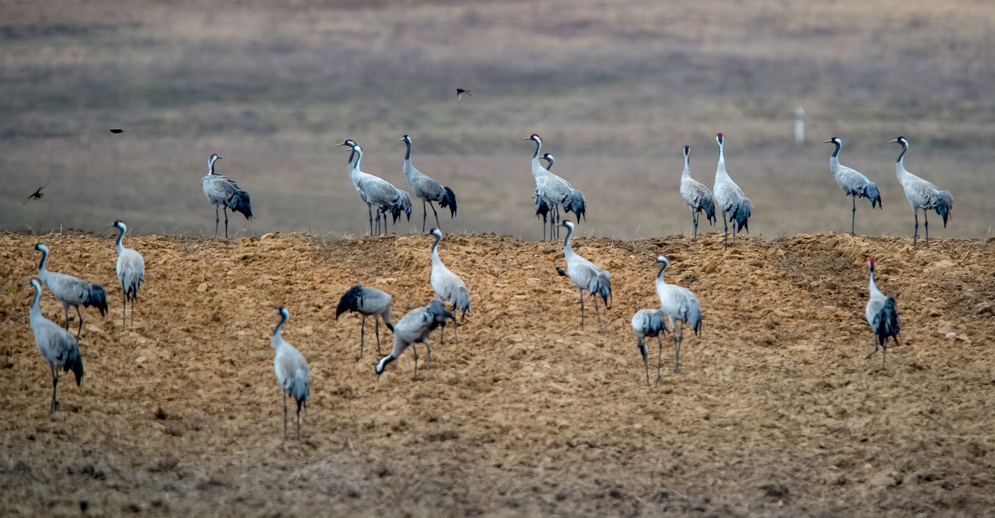 Nikon D4S + Nikon AF-S Nikkor 400mm F2.8G ED VR II sample photo. Winches lithuania fields photography