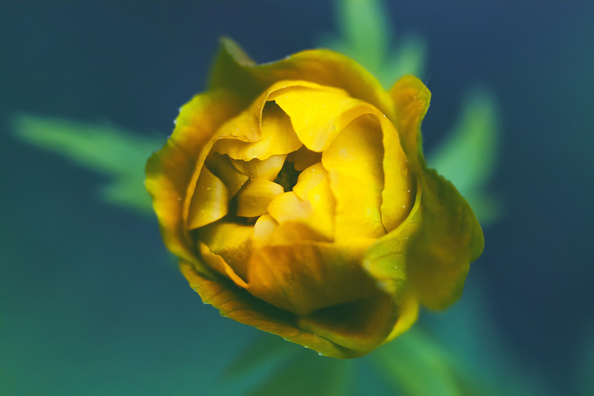 Canon EF 100mm F2.8 Macro USM sample photo. Trollblume photography