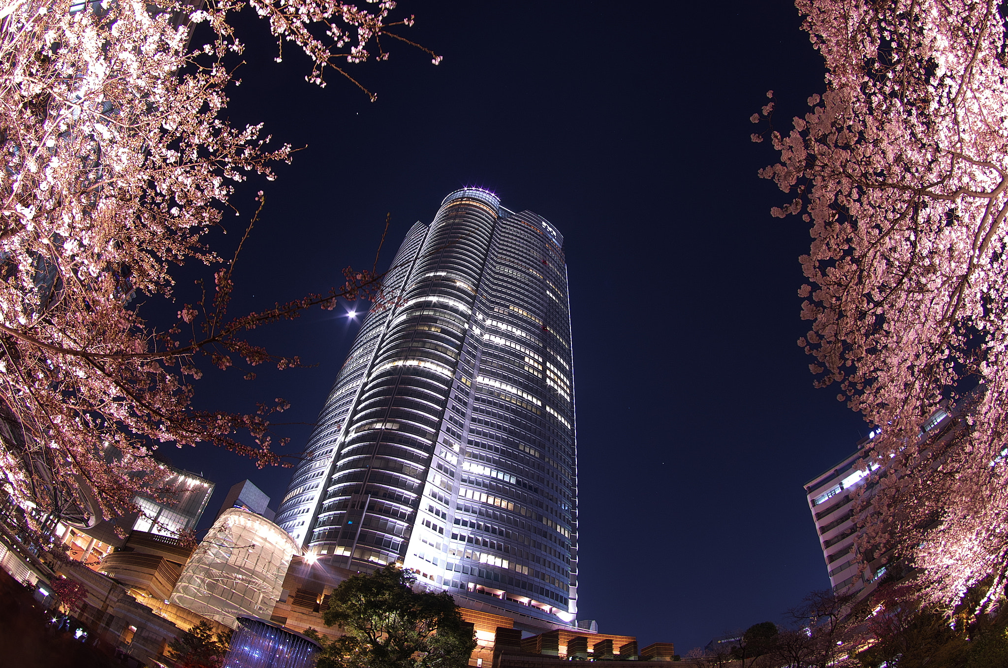 Pentax K-30 sample photo. Cherry trees at evening photography