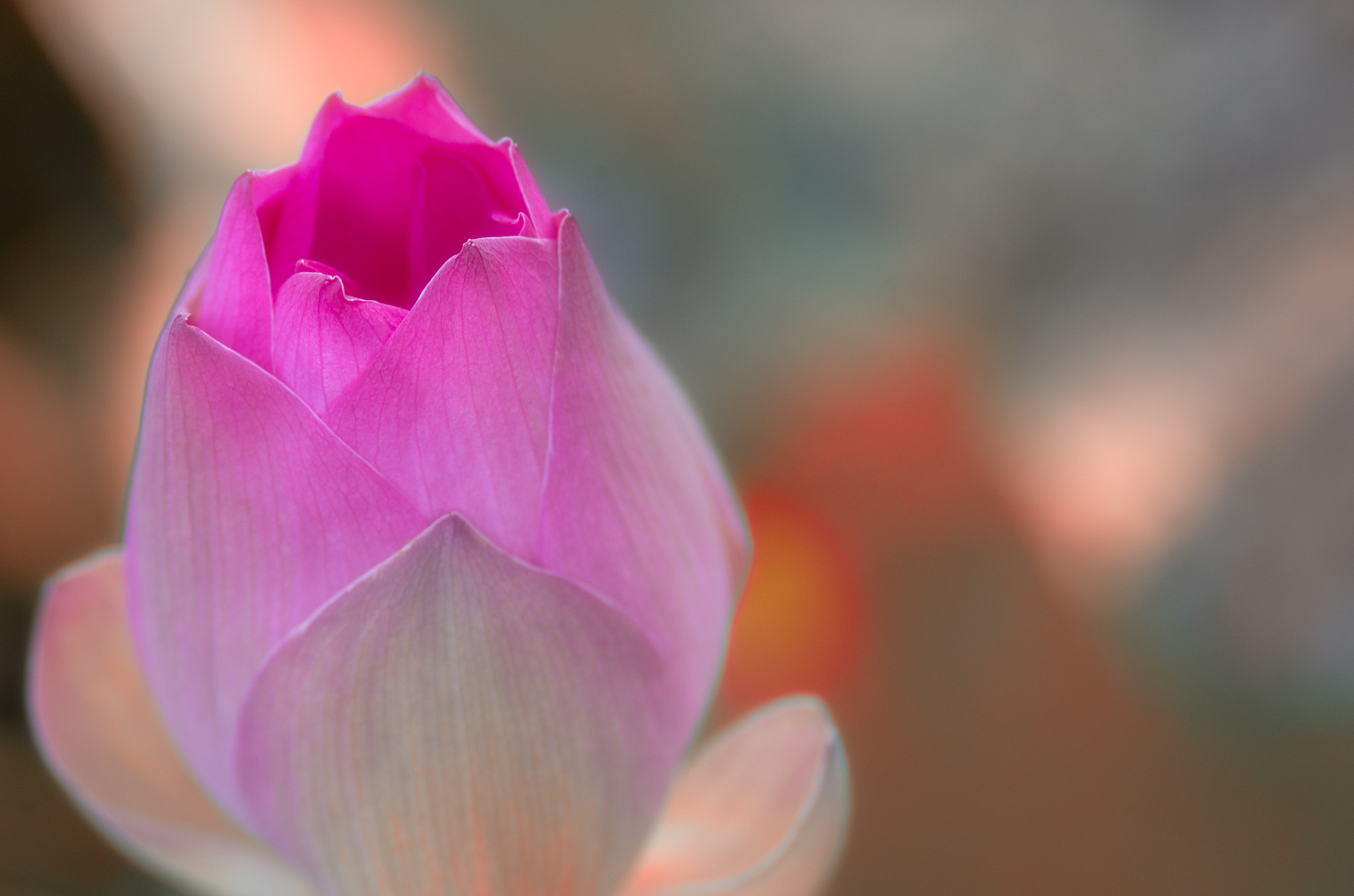 Pentax K-5 sample photo. The lotus photography