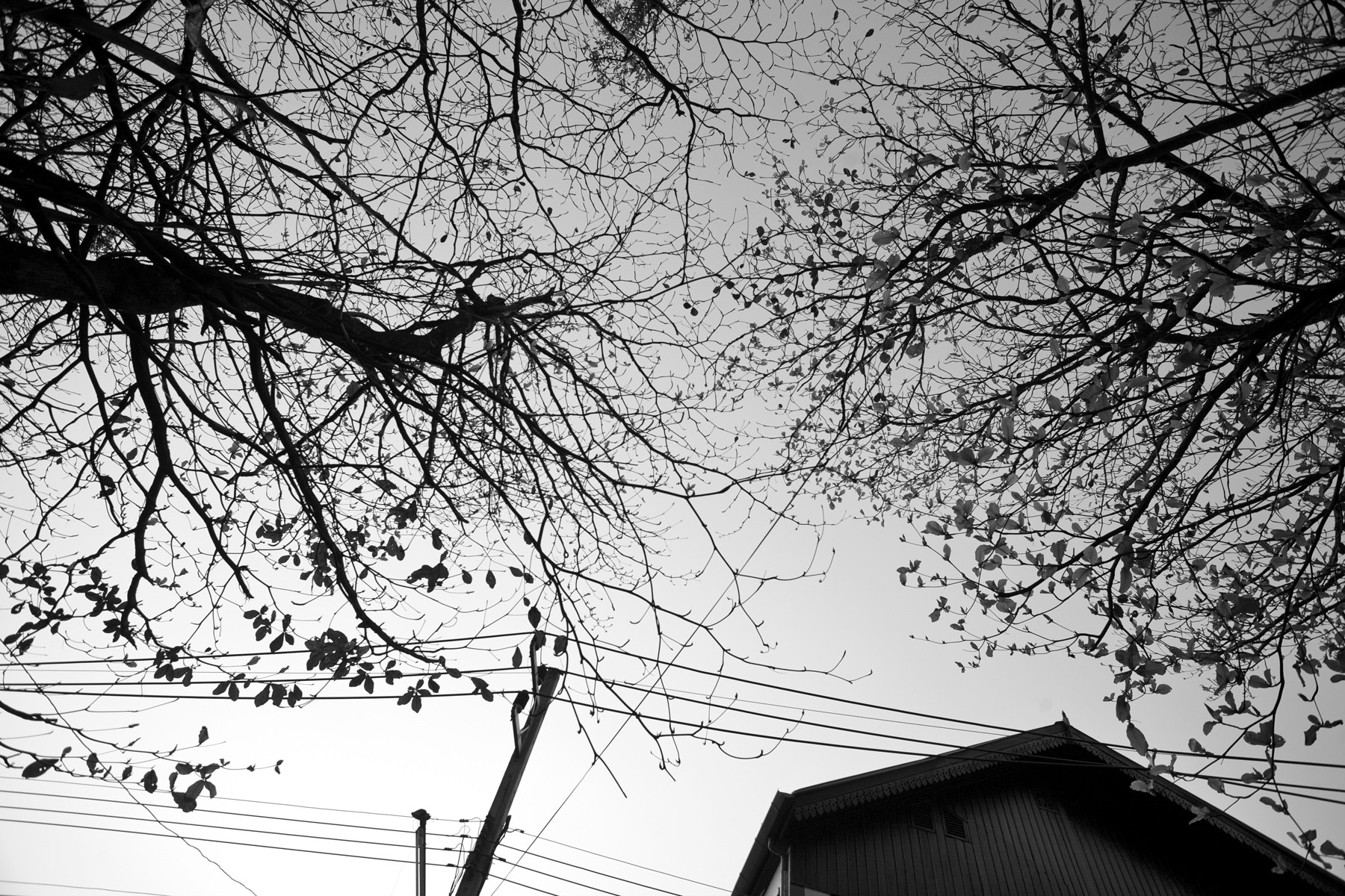 Canon EF 20-35mm F3.5-4.5 USM sample photo. Chiang mai photography