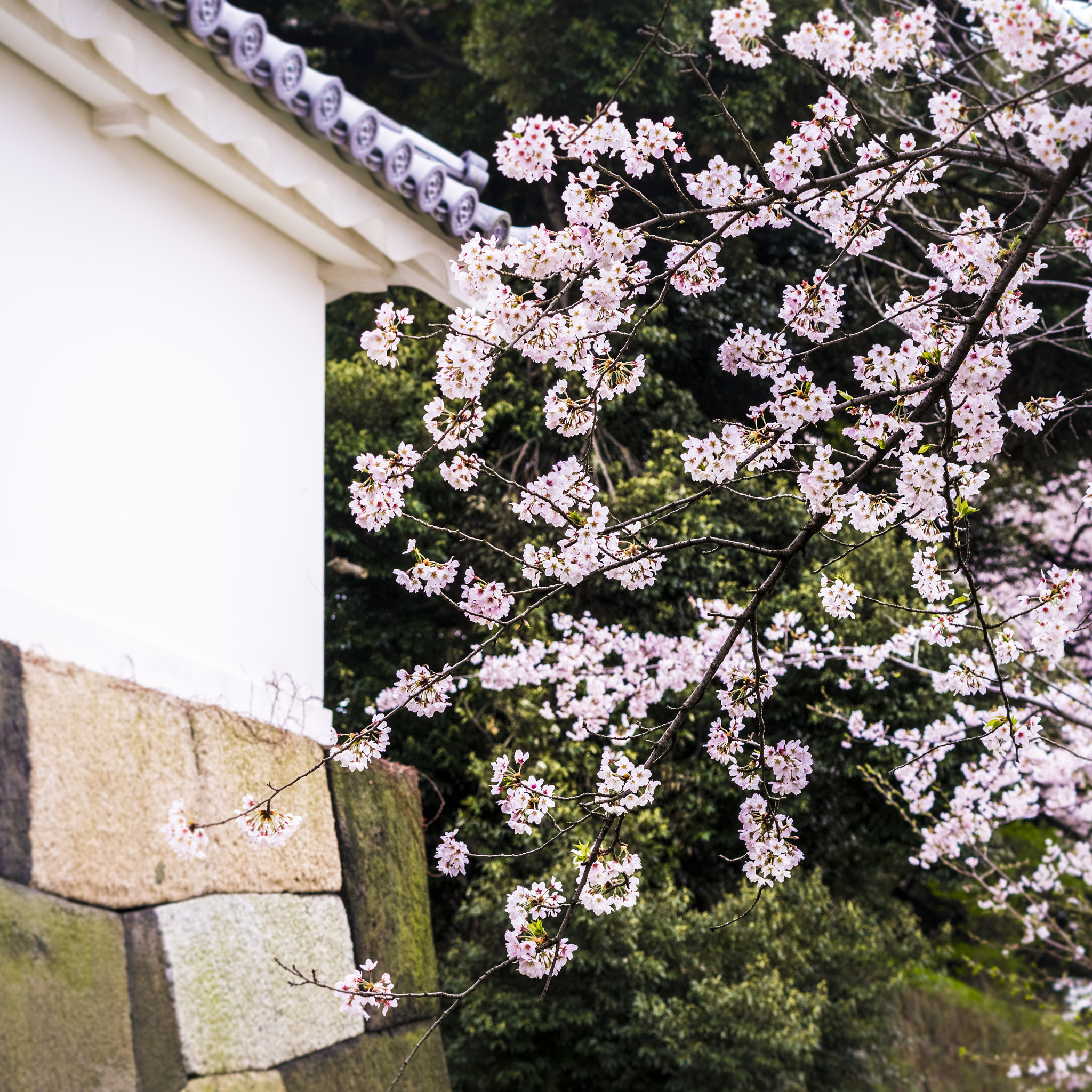 smc PENTAX-FA 645 80-160mm F4.5 sample photo. Sakura gate photography