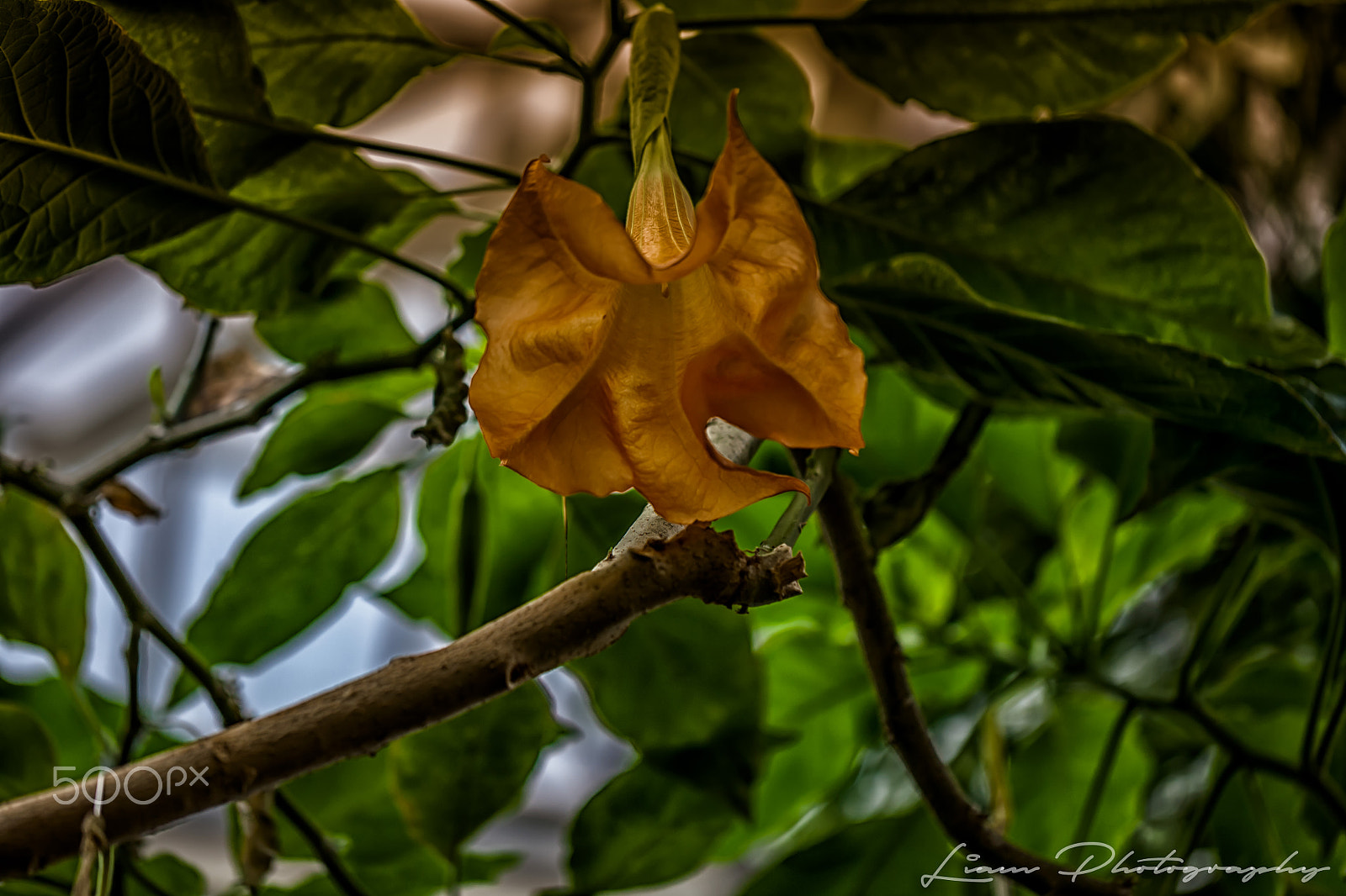 Canon EOS 5D + Canon EF 100mm F2.8L Macro IS USM sample photo. Dramatic orange & green photography