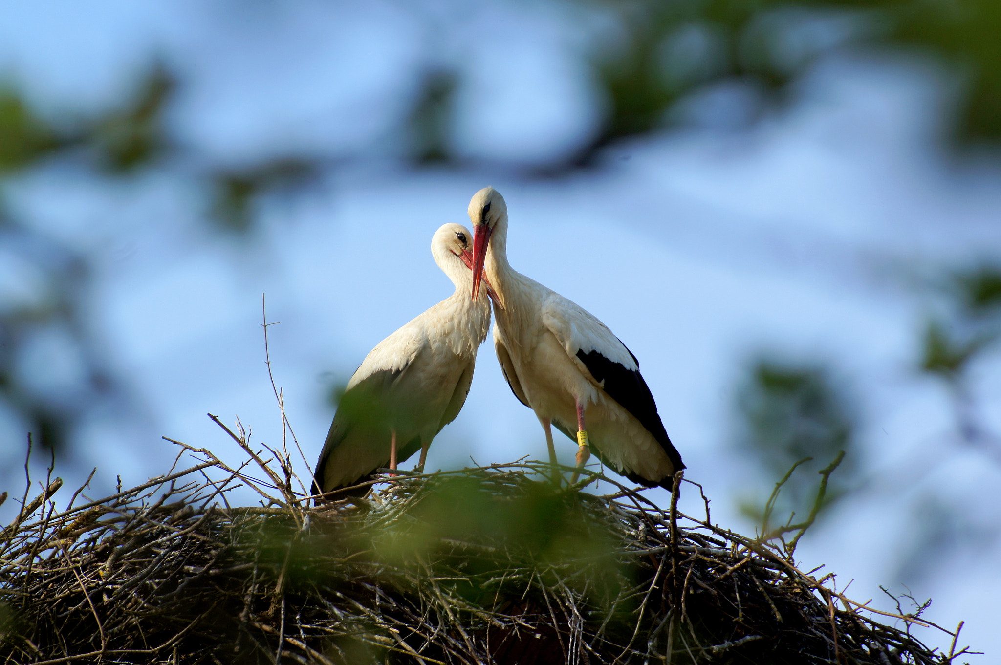 Sony Alpha DSLR-A580 sample photo. Croatia’s most unusual love story photography