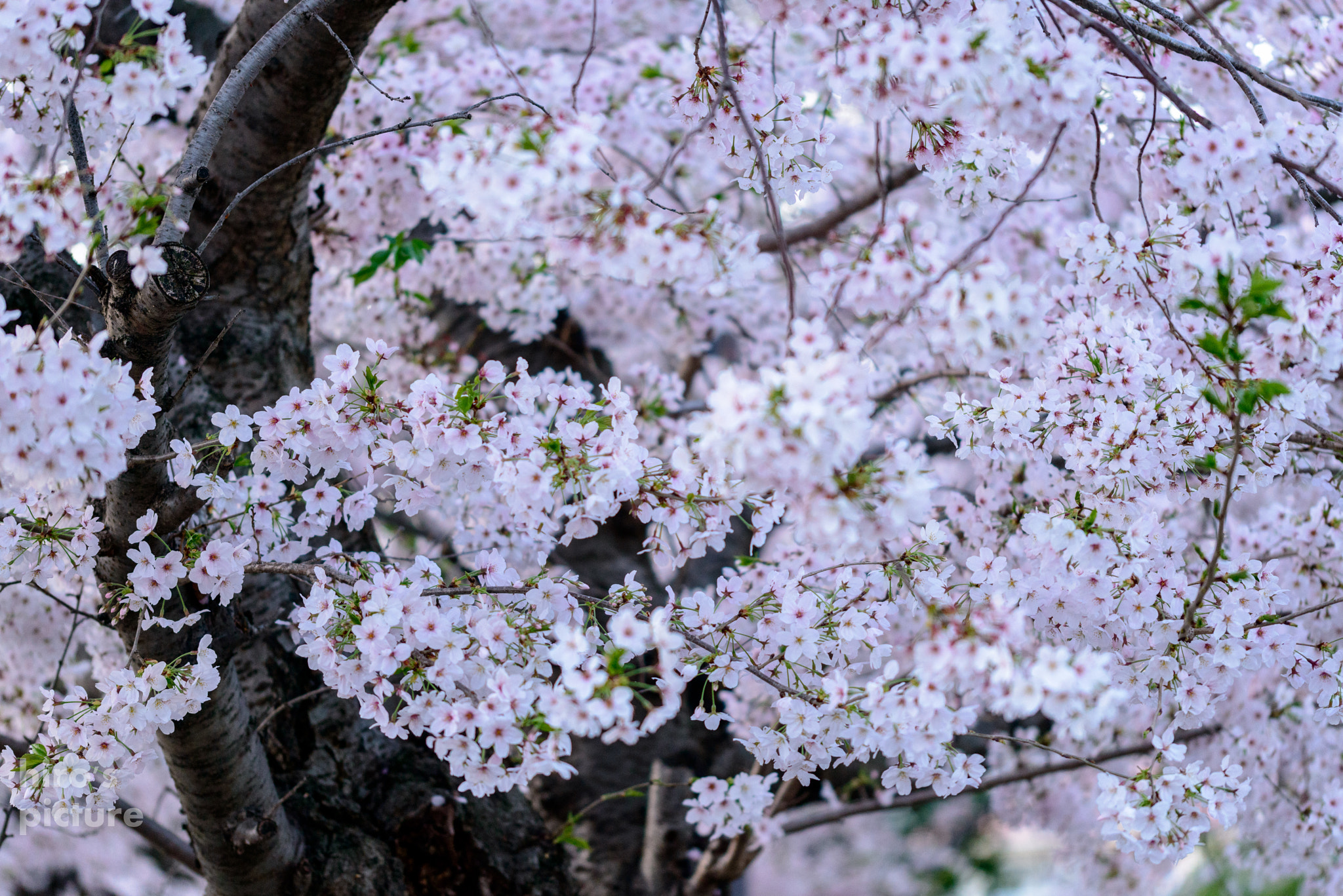 Sigma 105mm F2.8 EX DG OS HSM sample photo. Cherry blossoms photography