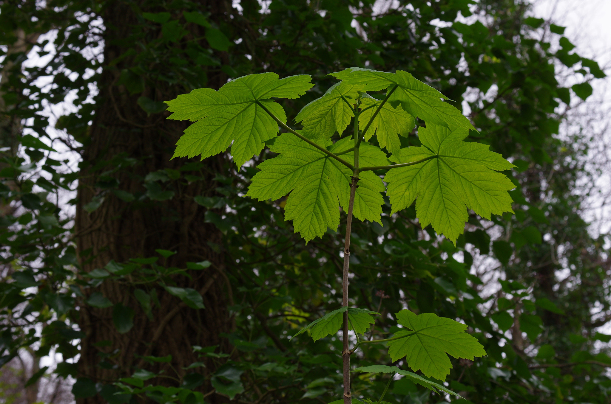 HD Pentax DA 40mm F2.8 Limited sample photo. 'relieved' photography