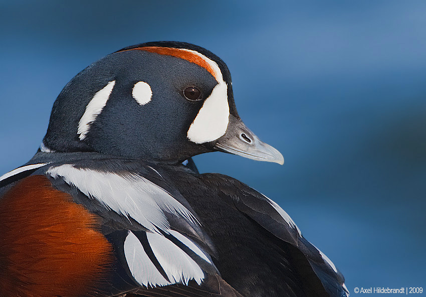 Canon EOS-1D Mark III + Canon EF 500mm F4L IS USM sample photo. Harlequin duck photography