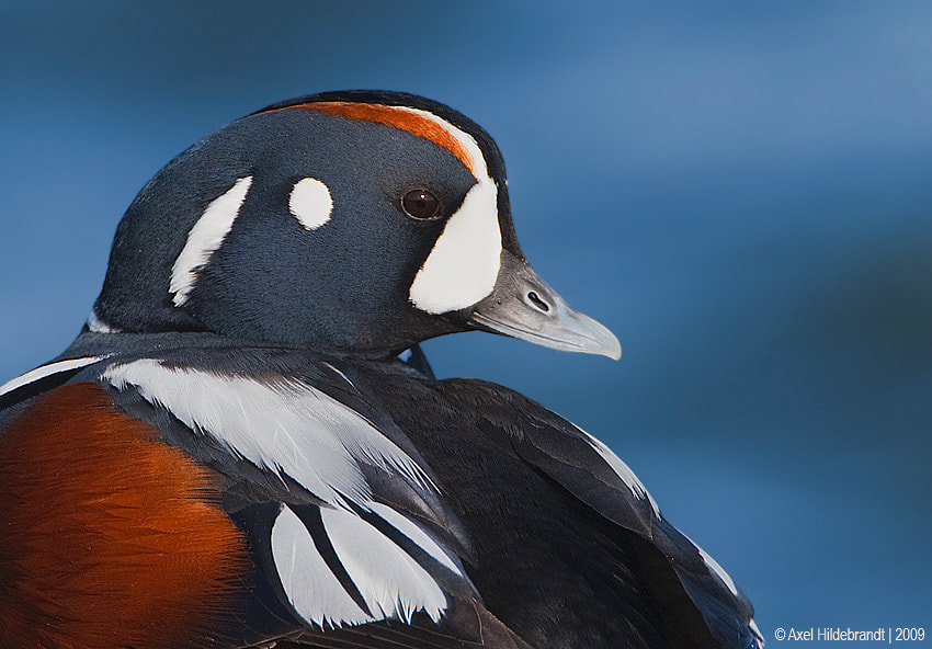 Canon EF 500mm F4L IS USM sample photo. Harlequin duck photography