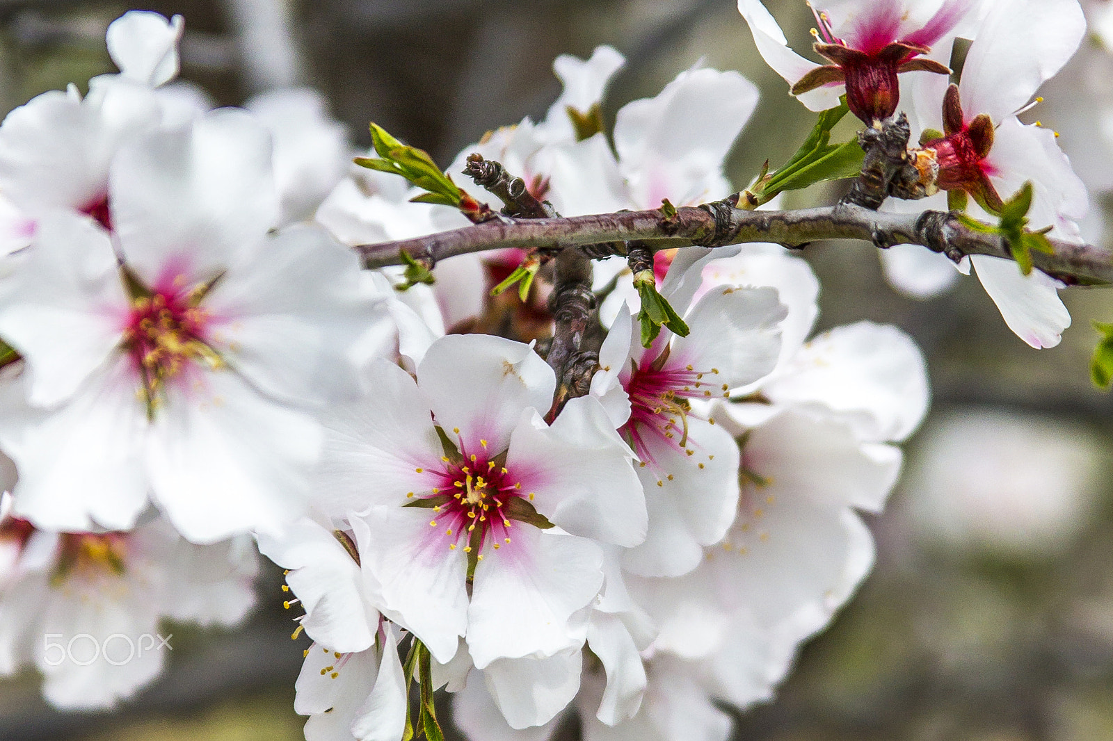 Canon EF 28-135mm F3.5-5.6 IS USM sample photo. Flower photography
