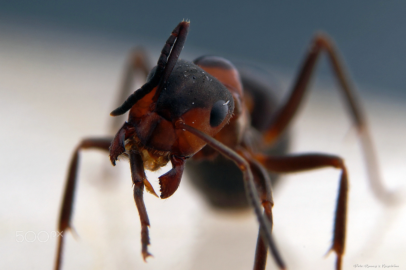 Sony a99 II + 90mm F2.8 Macro SSM sample photo
