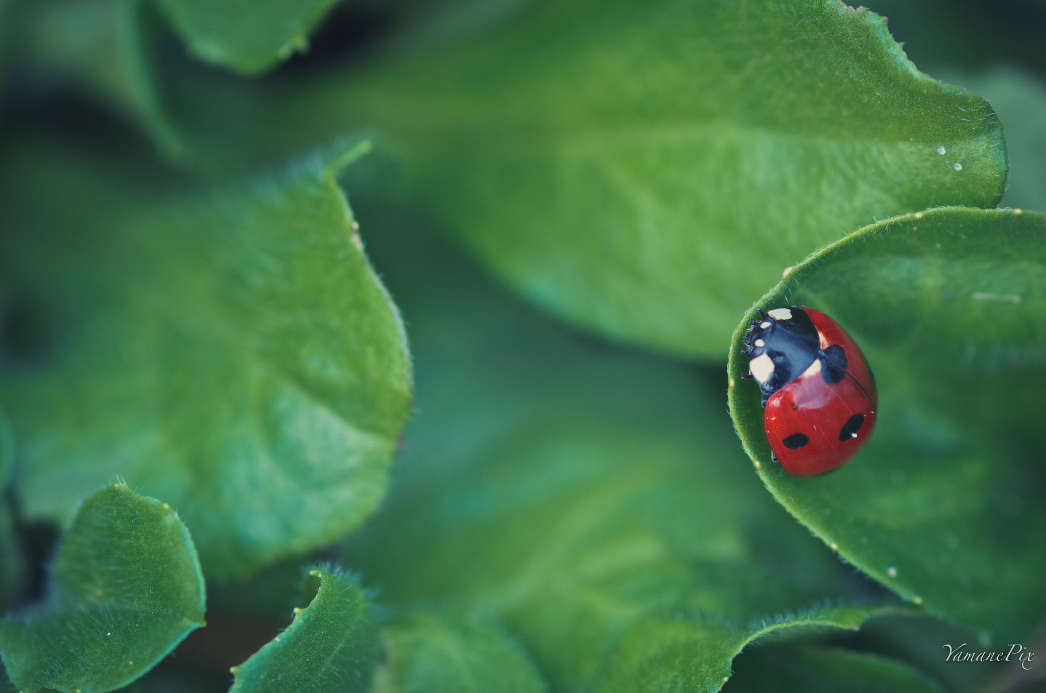 smc PENTAX-FA Macro 100mm F2.8 sample photo. The love bug... photography