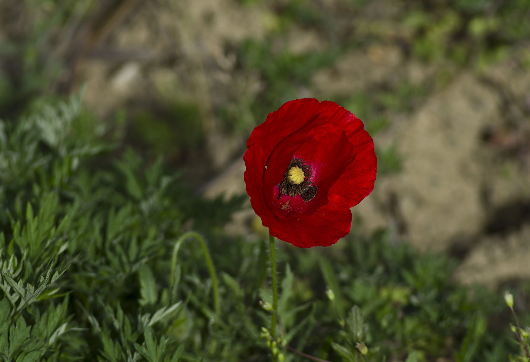 Tamron AF 70-300mm F4-5.6 Di LD Macro sample photo. Poppy photography