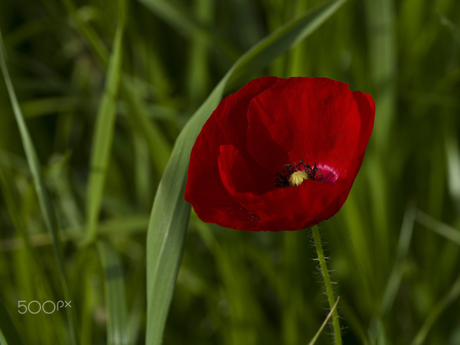 Tamron SP AF 90mm F2.8 Di Macro sample photo. Poppy spring photography