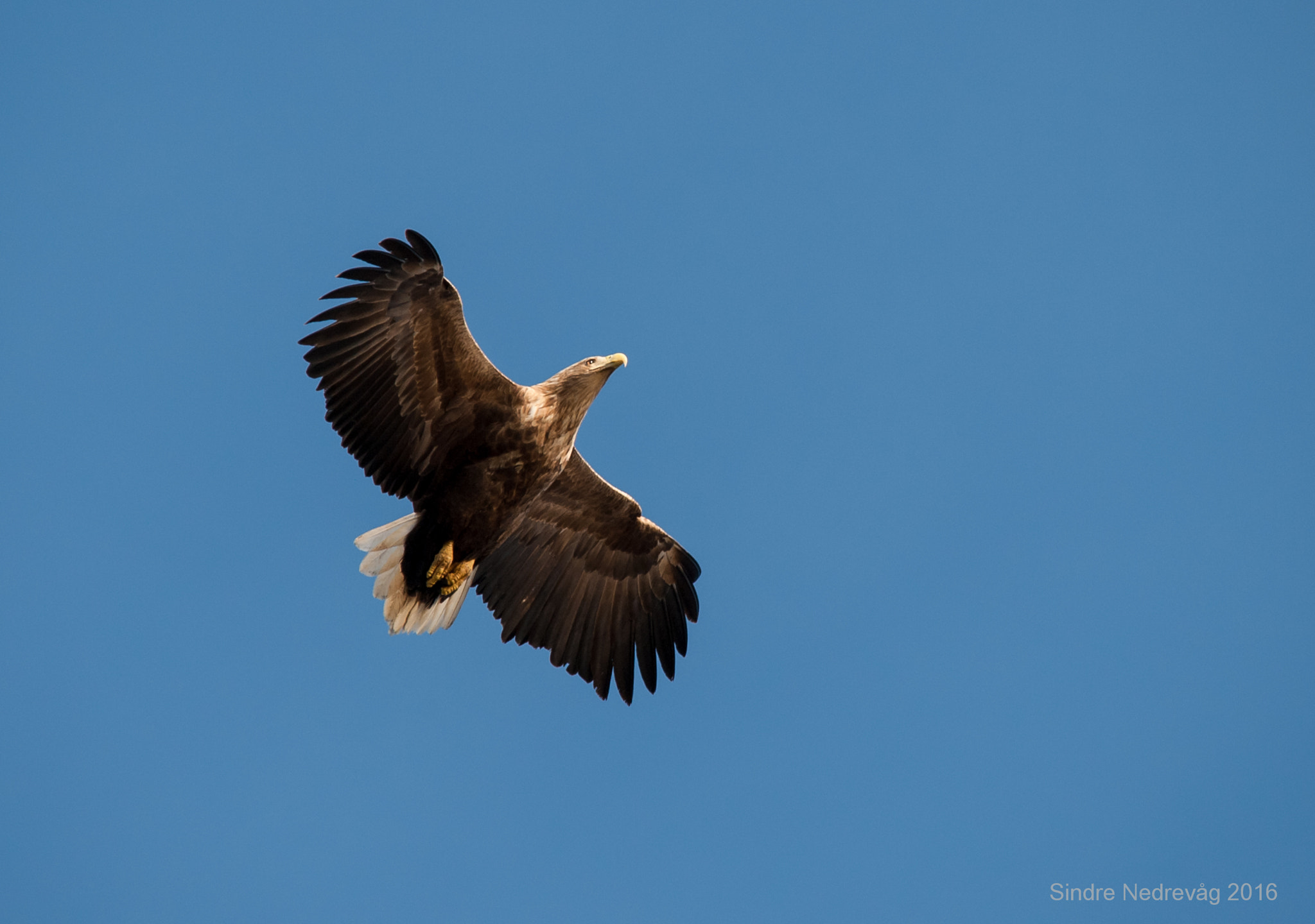 Sigma 150-500mm F5-6.3 DG OS HSM sample photo. Sea eagle, close call ! photography