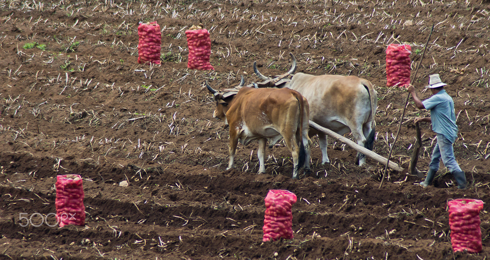 Tamron AF 70-300mm F4-5.6 Di LD Macro sample photo. Ancient farming photography