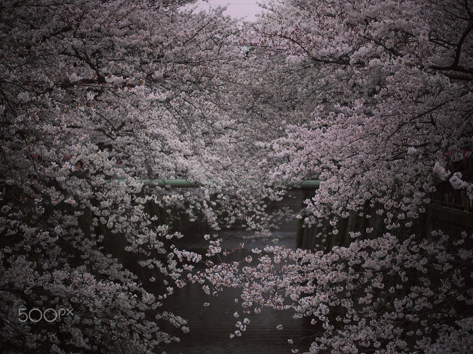 Olympus PEN E-PM2 sample photo. Deepest sakura photography