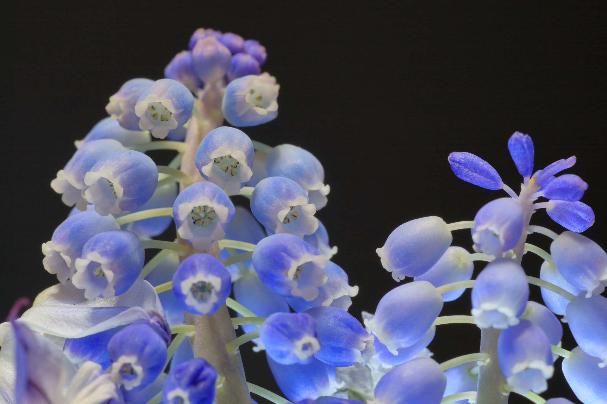 Canon EOS-1D Mark III + Tamron SP AF 90mm F2.8 Di Macro sample photo. Muscari photography