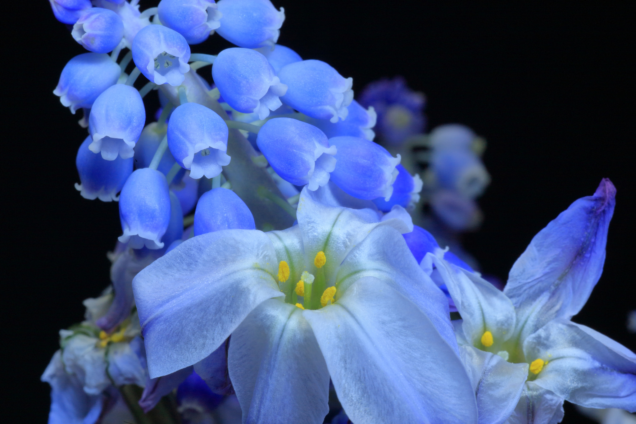 Canon EOS-1D Mark III + Tamron SP AF 90mm F2.8 Di Macro sample photo. Muscari photography