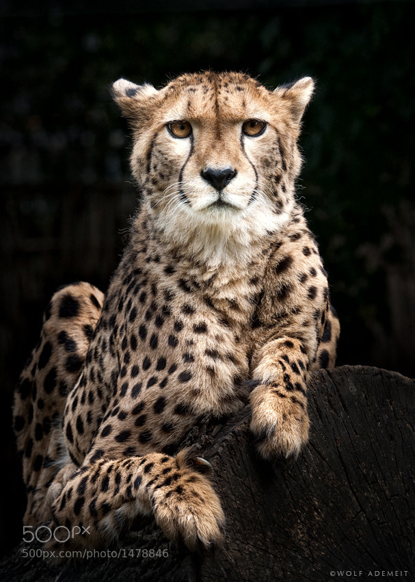 31 cheetah head on