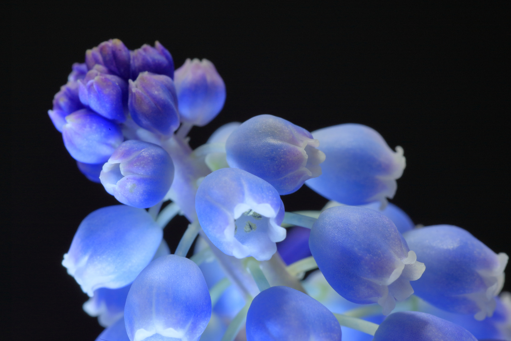 Canon EOS-1D Mark III + Tamron SP AF 90mm F2.8 Di Macro sample photo. Muscari photography