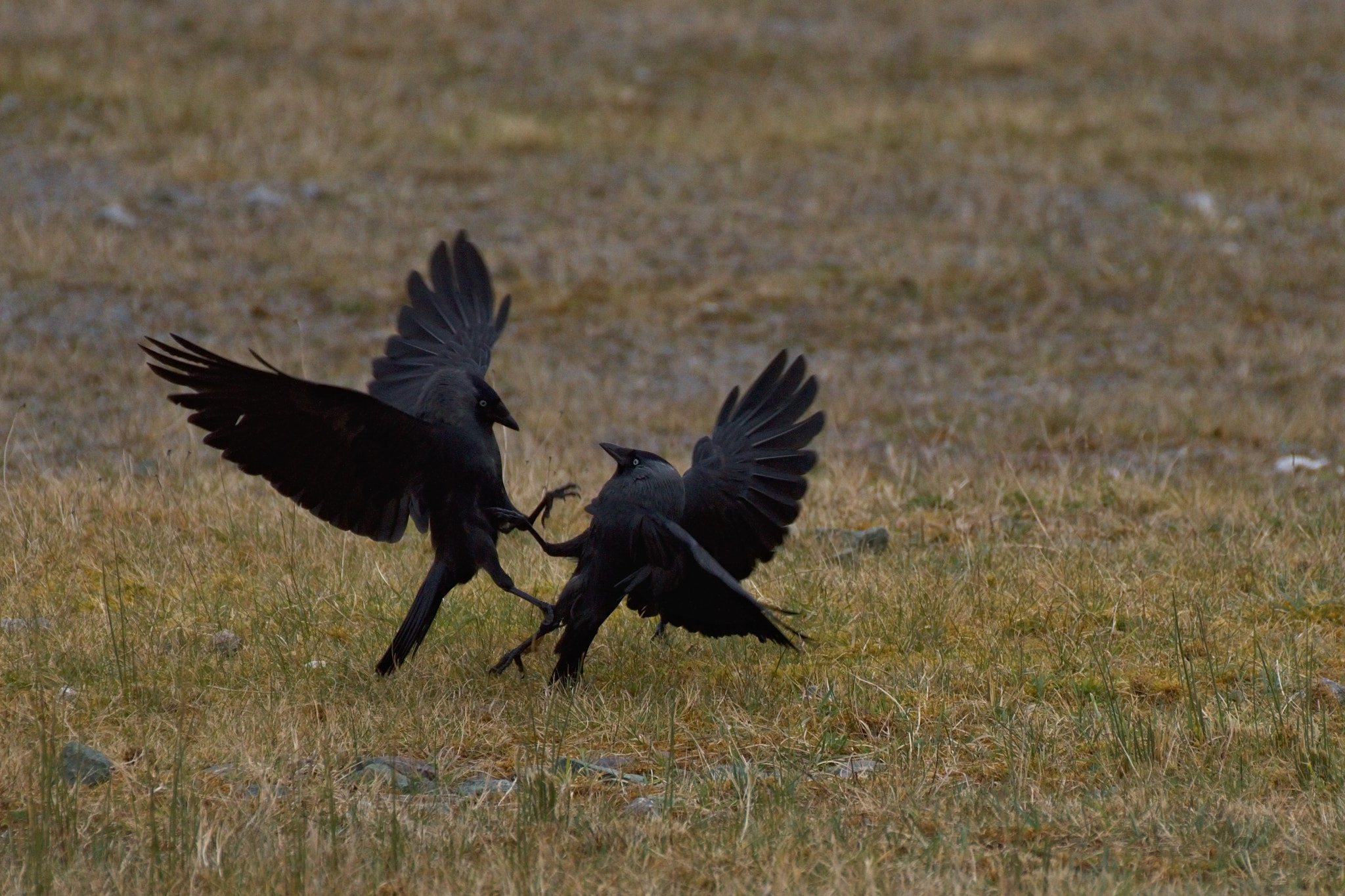 70.00 - 300.00 mm f/4.0 - 5.6 sample photo. Black warriors photography