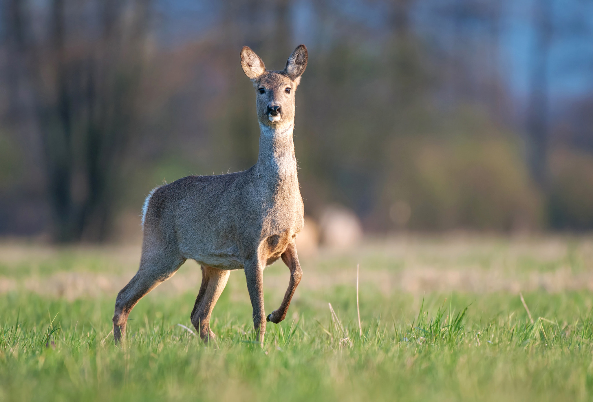 Nikon AF-S Nikkor 200-400mm F4G ED-IF VR sample photo. Roe deer photography