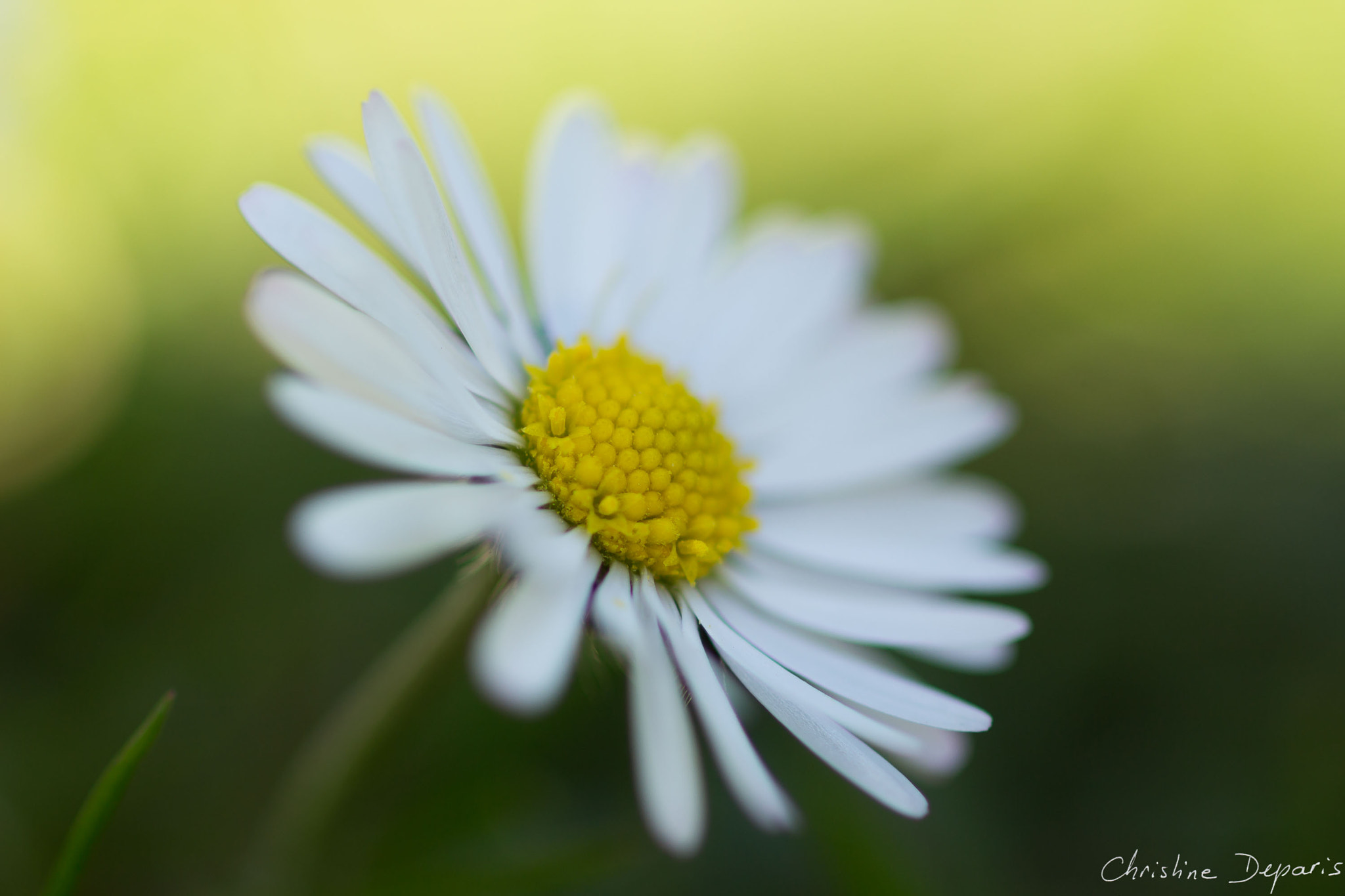 Canon EOS 700D (EOS Rebel T5i / EOS Kiss X7i) + Canon EF 100mm F2.8 Macro USM sample photo. Daisy photography