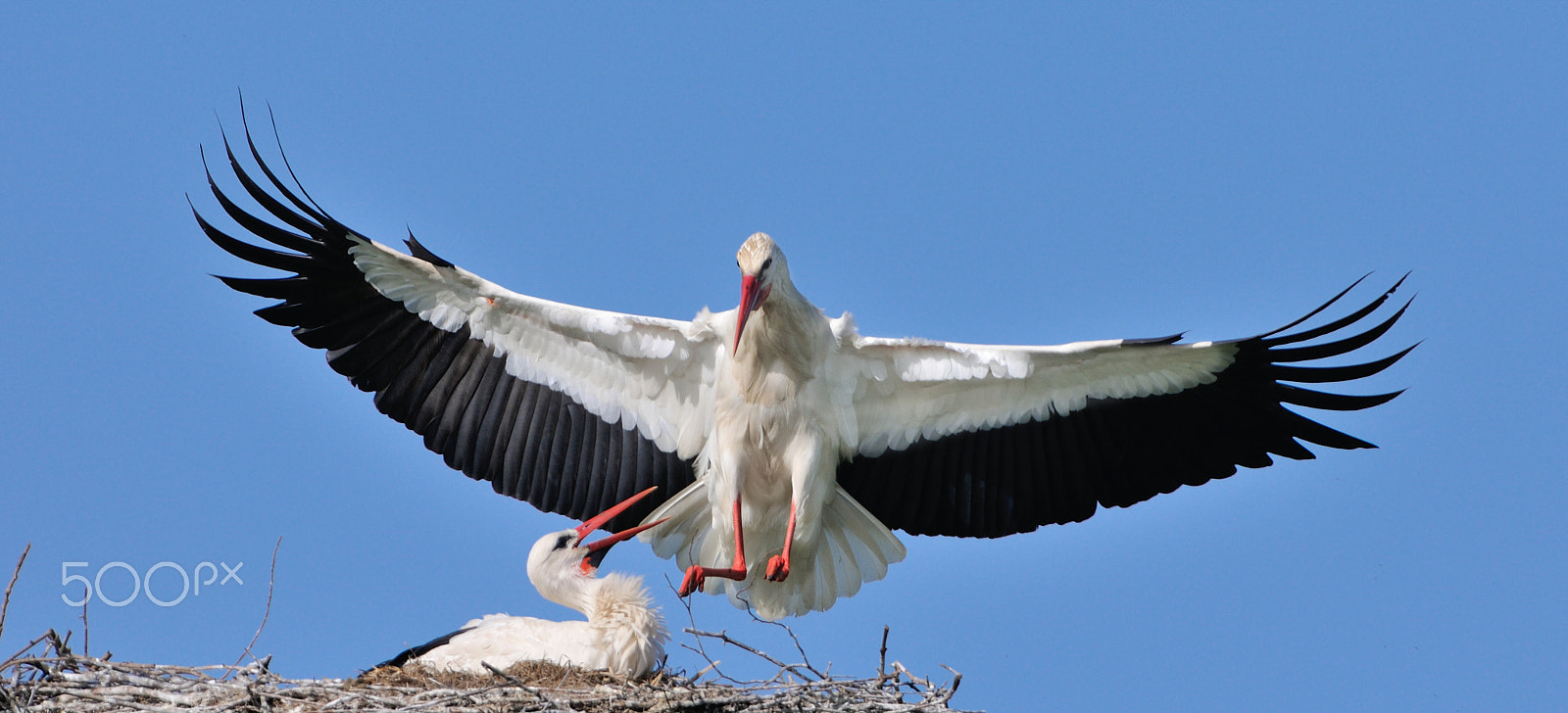 Nikon AF-S Nikkor 400mm F2.8G ED VR II sample photo. Storks photography