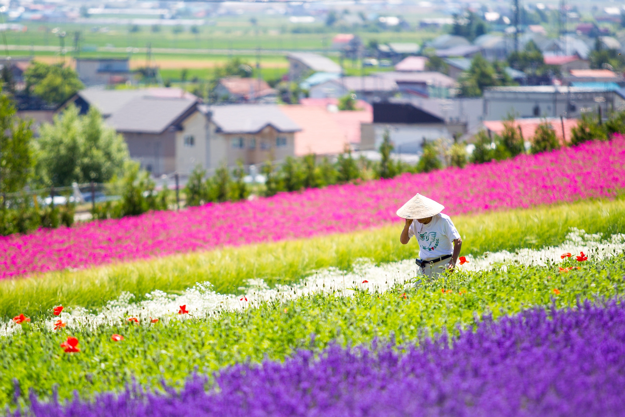 Canon EOS-1D Mark IV + Canon EF 70-200mm F2.8L USM sample photo. Tomita farm photography