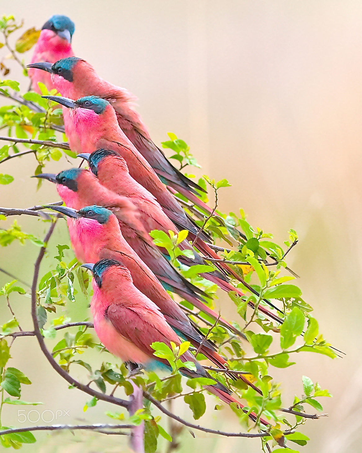 Canon EF 300mm F2.8L IS USM sample photo. Pink line photography