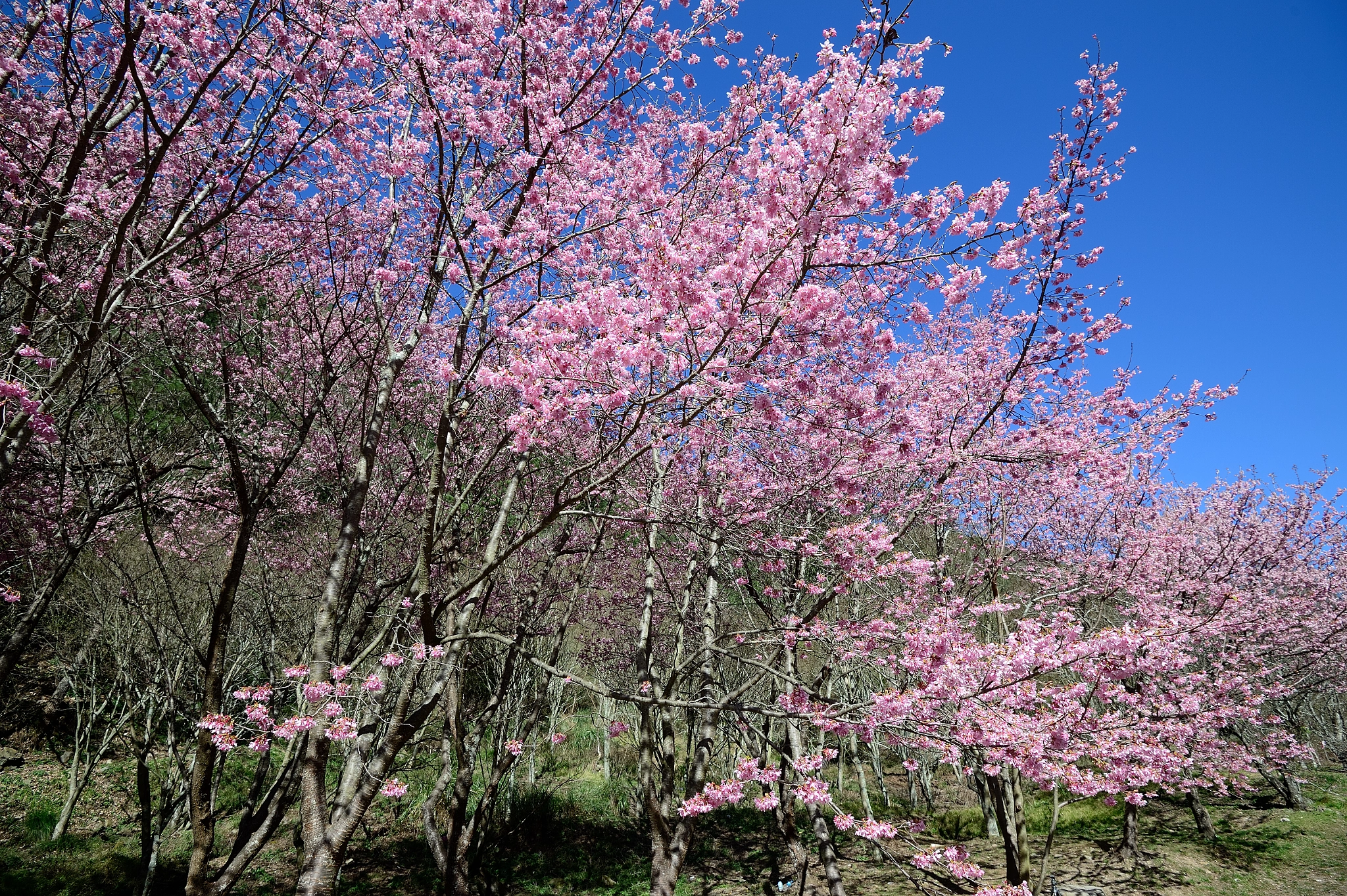 Nikon D4 + Nikon AF-S Nikkor 16-35mm F4G ED VR sample photo. Cherry blossoms photography