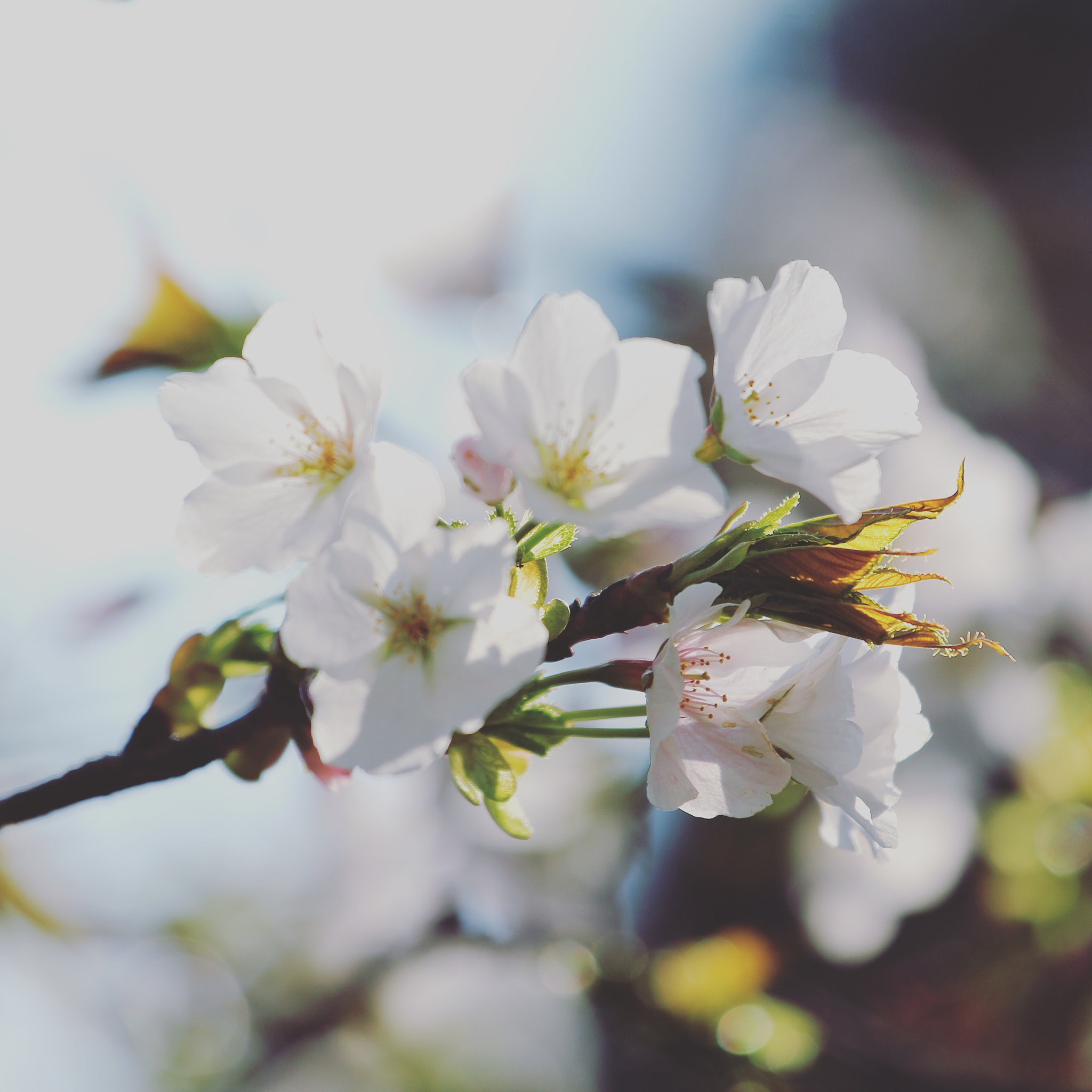 Canon EF 70-200mm F4L IS USM sample photo