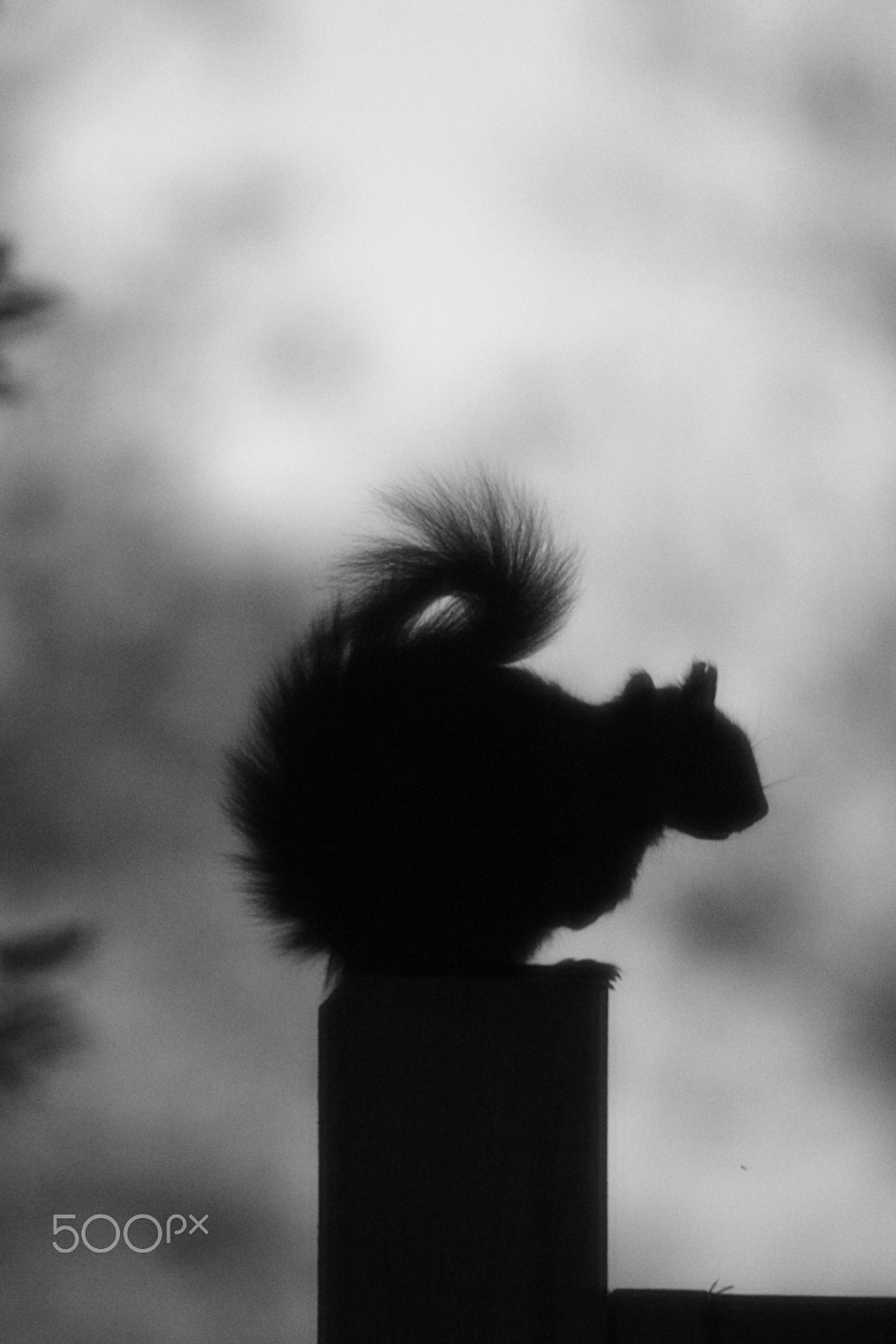 Canon EOS 700D (EOS Rebel T5i / EOS Kiss X7i) + Sigma 150-500mm F5-6.3 DG OS HSM sample photo. Silhouette of a squirrel photography