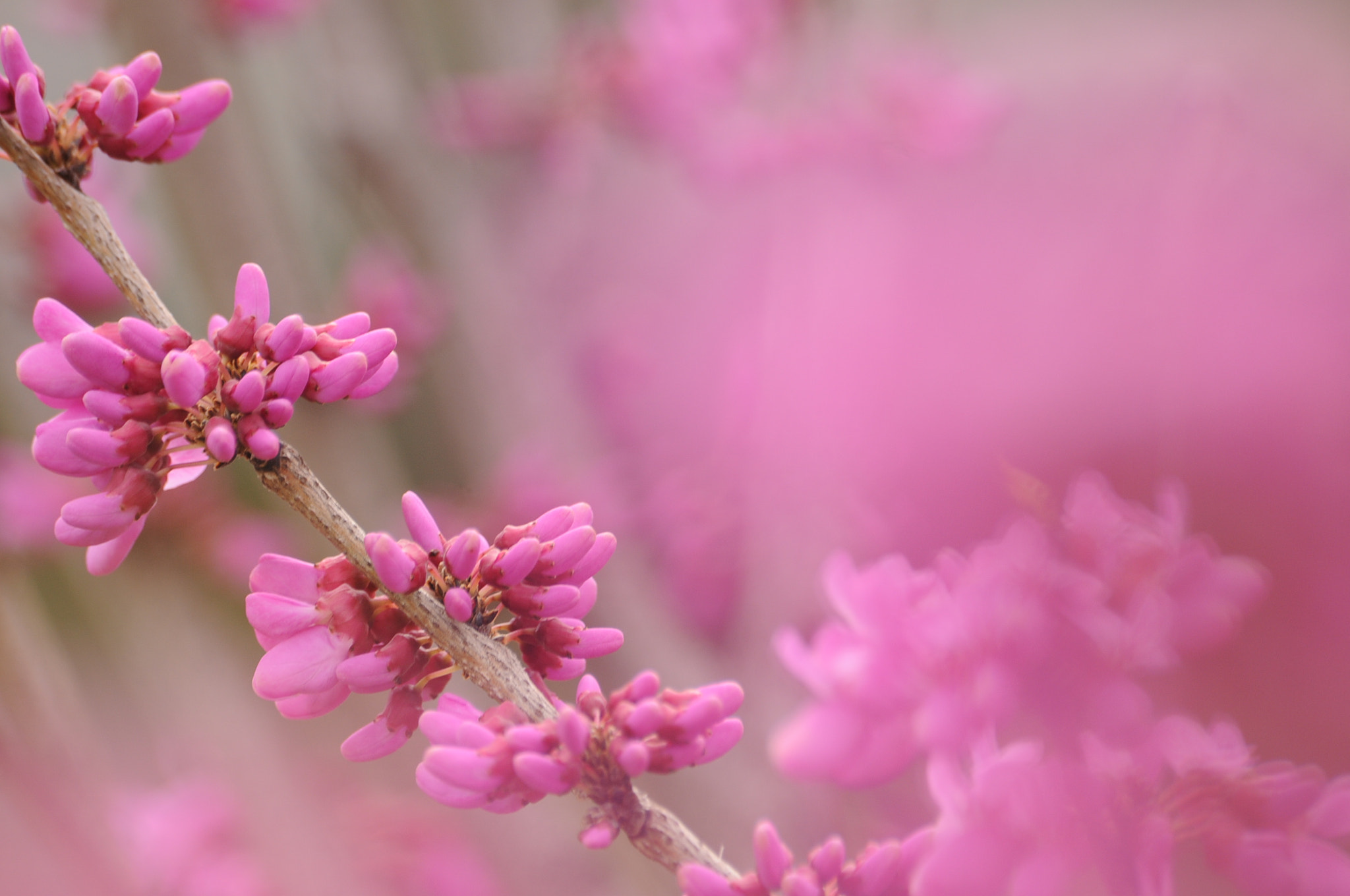 Sigma 70-300mm F4-5.6 APO DG Macro sample photo. Spring photography