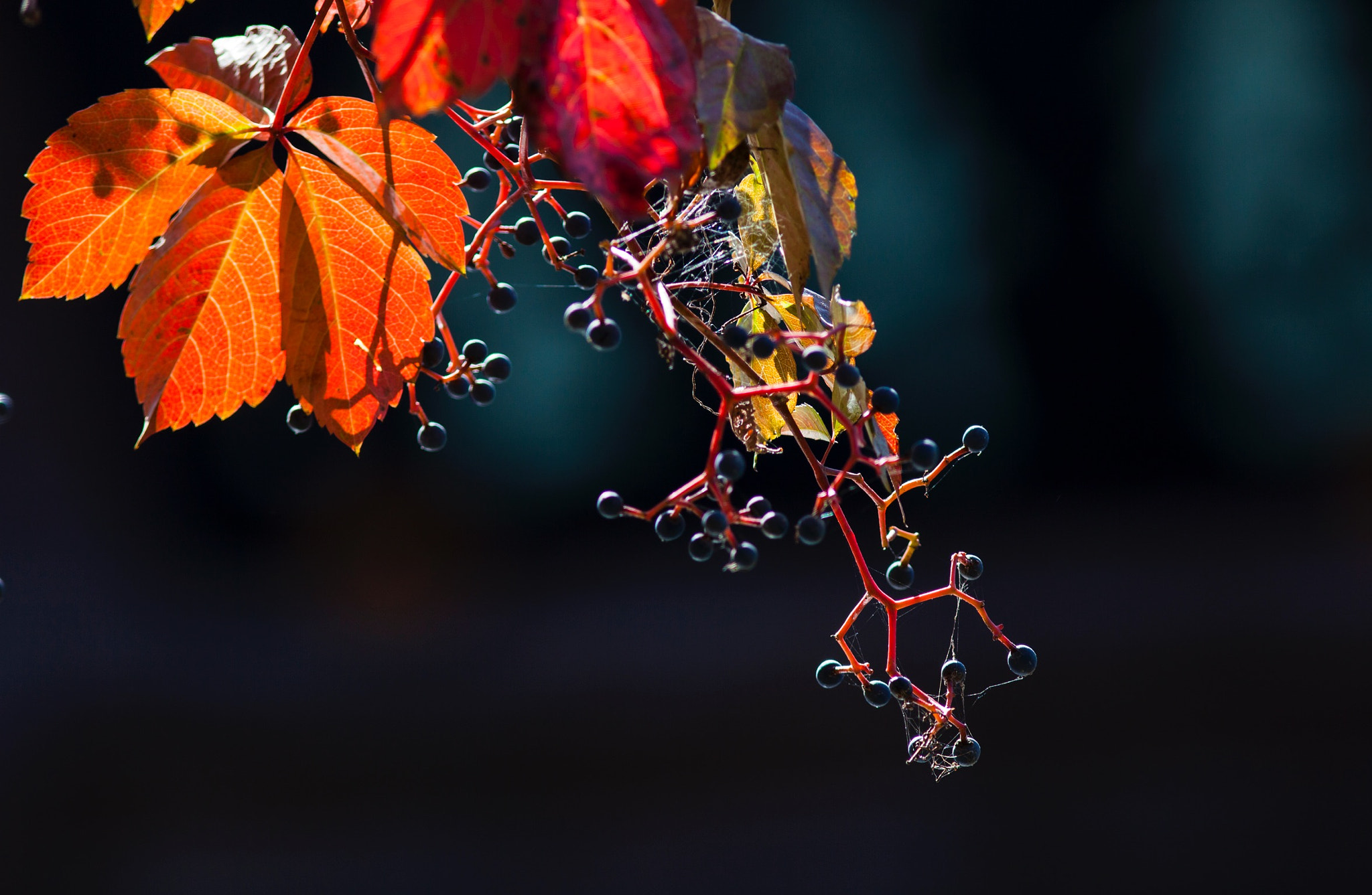 Canon EF 300mm F4L IS USM sample photo