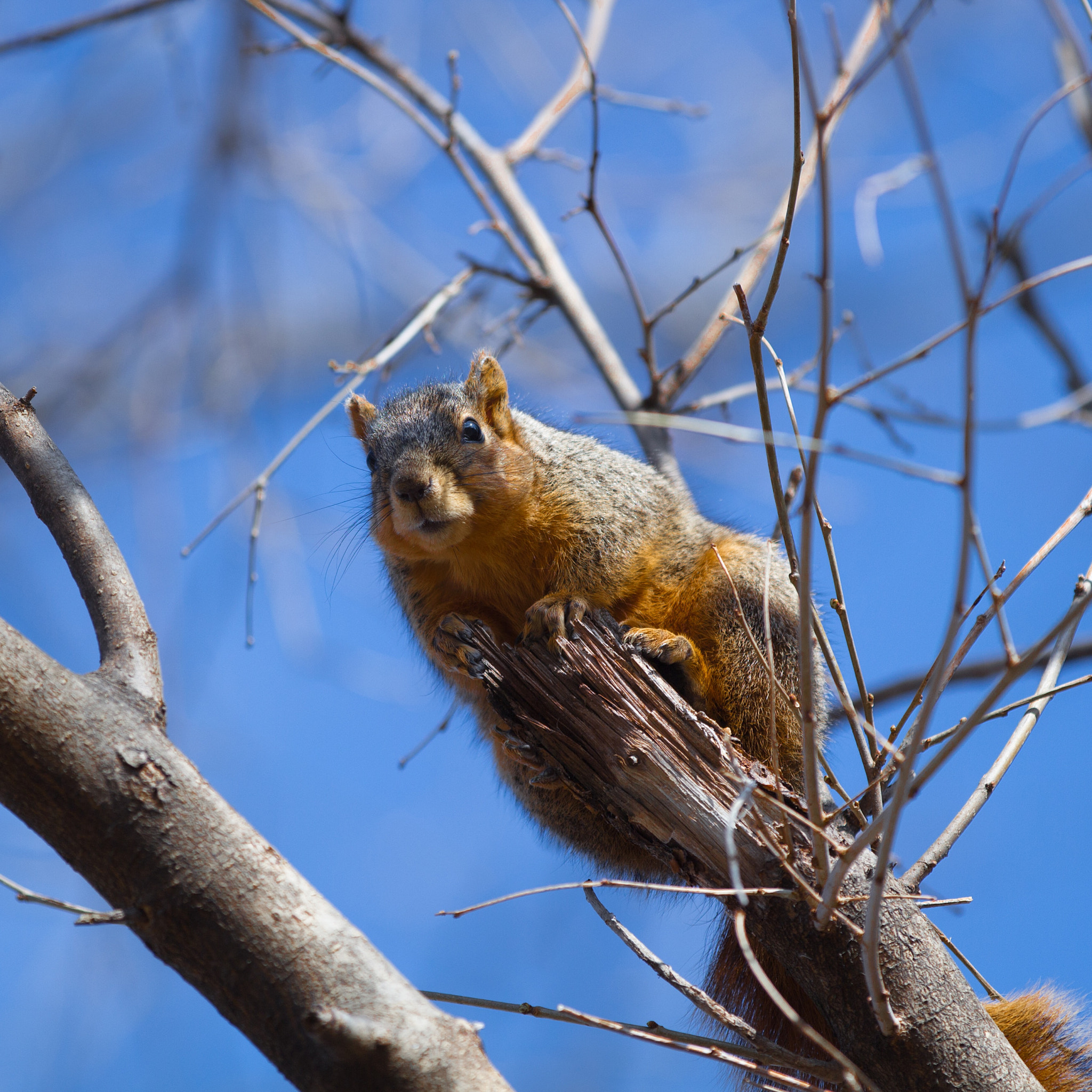 Canon EF 70-200mm F2.8L IS II USM sample photo